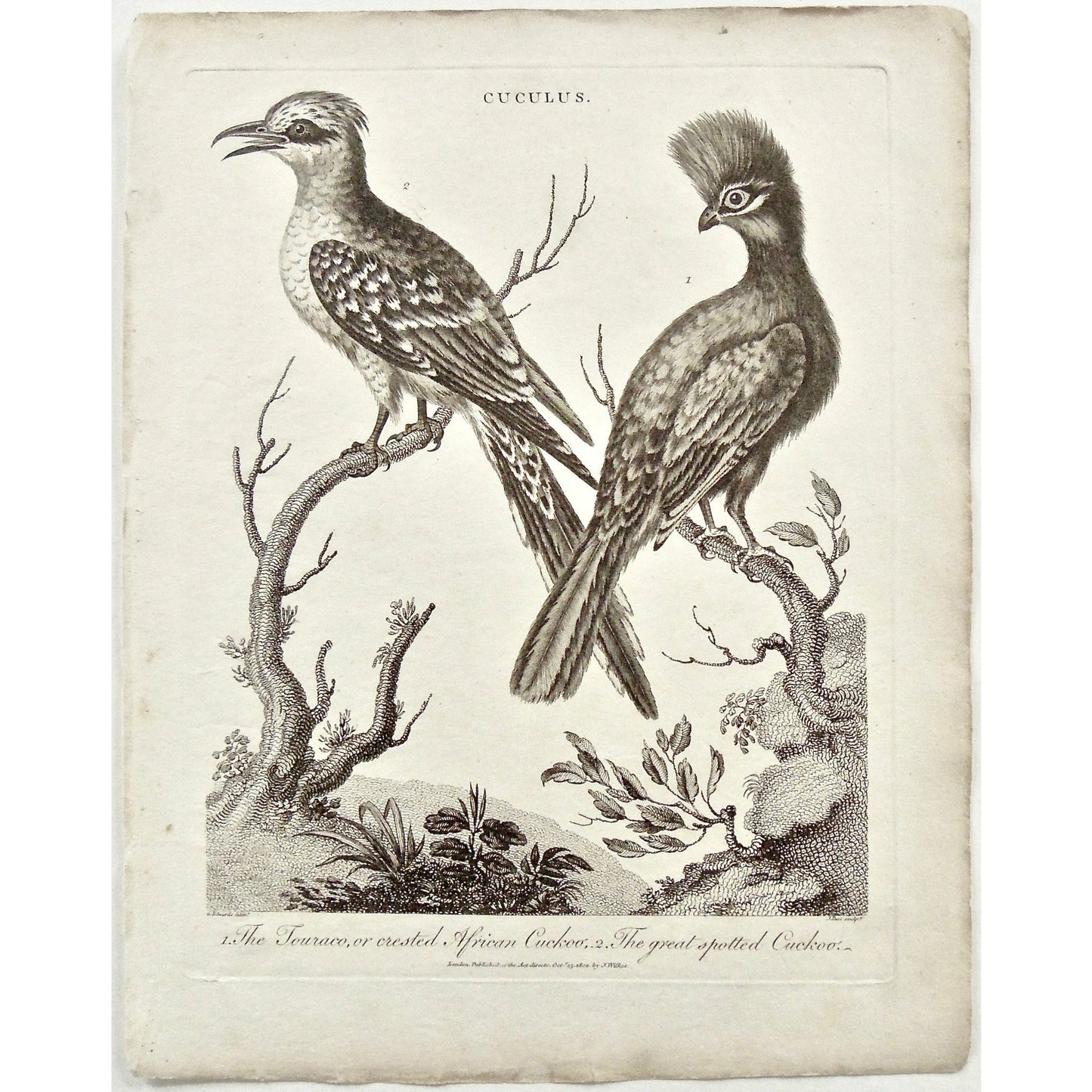 Cuculus, Touraco, Crested African Cuckoo, Crested, African, Cuckoo, Great spotted Cuckoo, Great spotted, bird, Birds, Ornithology, feathered heads, feathers, Universal Dictionary, Dictionary, Encyclopaedia Londinensis, Encyclopedia, London, Antique Print, Antique, Prints, Vintage, Vintage Art, Art, Wall art, Decor, wall decor, Home Decor, design, engraving, original, authentic, Collectors, Collectable, rare books, rare, book, printmaking, print, printers, John Wilkes, Wilkes, Adlard, Pass, 1802,