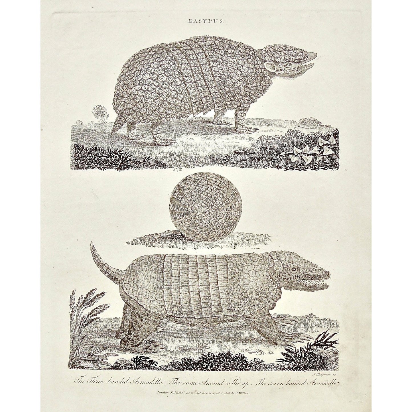 Dasypus, Armadillo, Armadillos, Three-banded Armadillo, Three banded, Animal, Rolled up, Seven-banded Armadillo, seven banded, mammals, Shells, Universal Dictionary, Dictionary, Encyclopaedia Londinensis, Encyclopedia, London, Antique Print, Antique, Prints, Vintage, Vintage Art, Art, Wall art, Decor, wall decor, Home Decor, design, engraving, original, authentic, Collectors, Collectable, rare books, rare, book, printmaking, print, printers, John Wilkes, Wilkes, Adlard, Pass, 1803, Chapman,