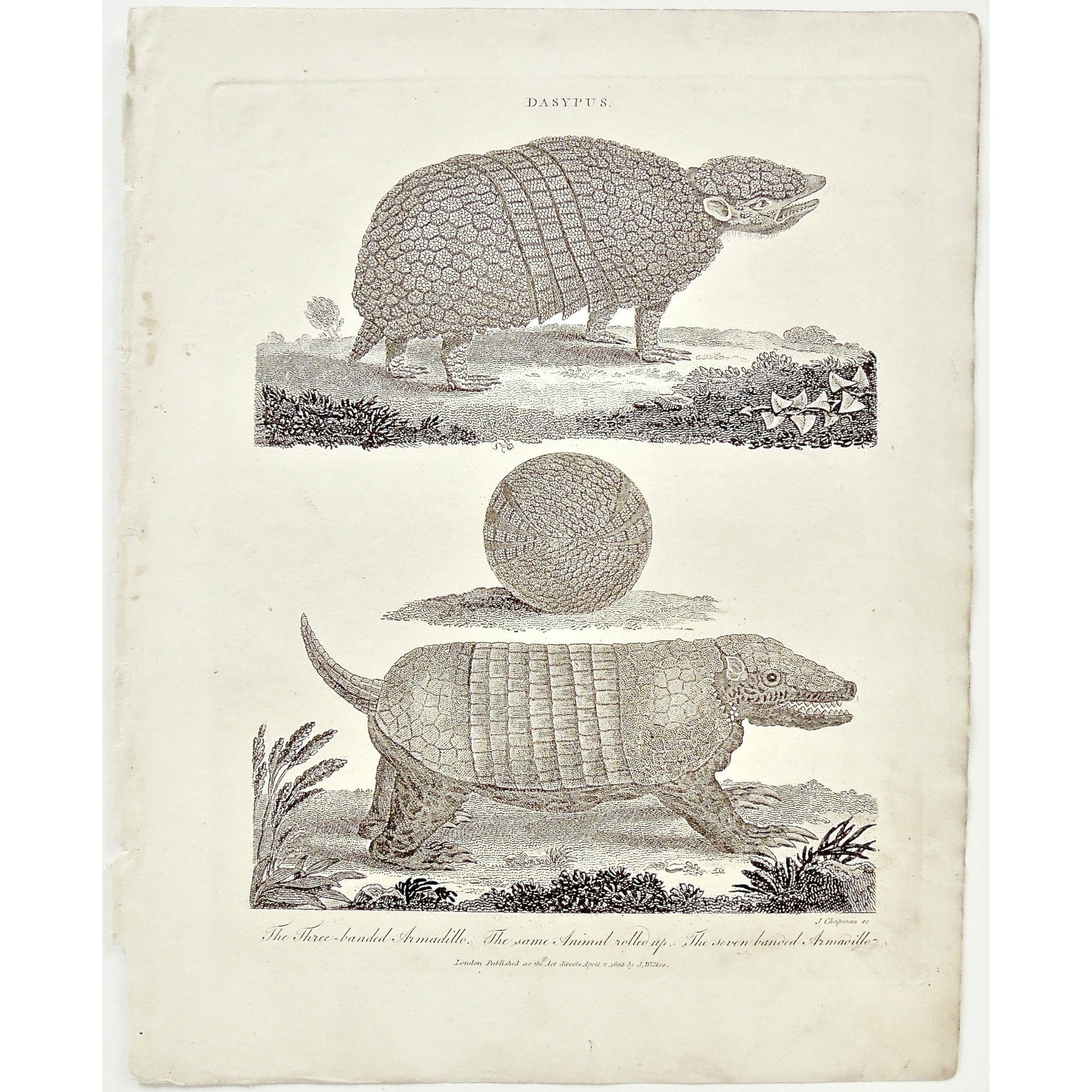 Dasypus, Armadillo, Armadillos, Three-banded Armadillo, Three banded, Animal, Rolled up, Seven-banded Armadillo, seven banded, mammals, Shells, Universal Dictionary, Dictionary, Encyclopaedia Londinensis, Encyclopedia, London, Antique Print, Antique, Prints, Vintage, Vintage Art, Art, Wall art, Decor, wall decor, Home Decor, design, engraving, original, authentic, Collectors, Collectable, rare books, rare, book, printmaking, print, printers, John Wilkes, Wilkes, Adlard, Pass, 1803, Chapman,