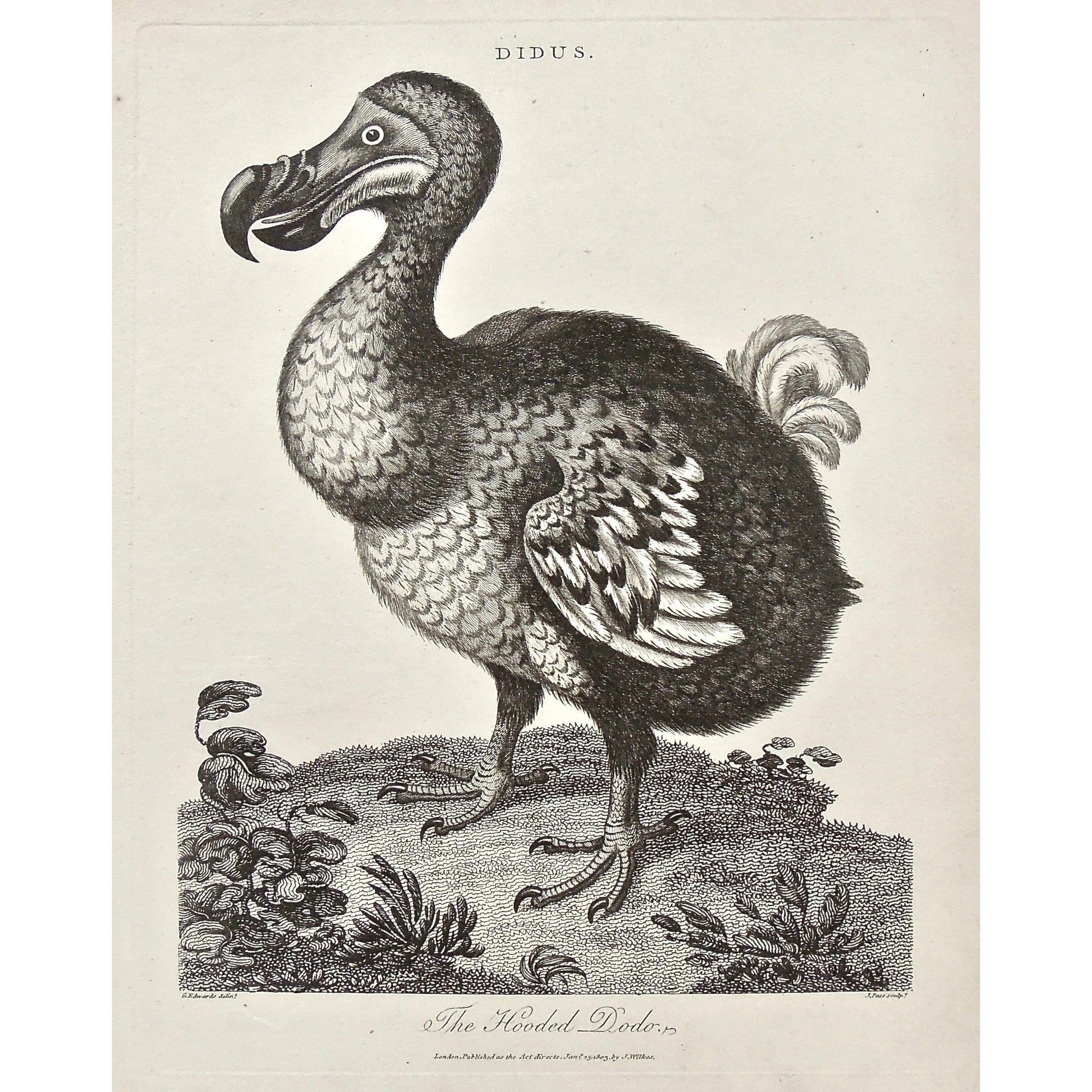 Didus. The Hooded Dodo. (B1-184) – Victoria Cooper Antique Prints