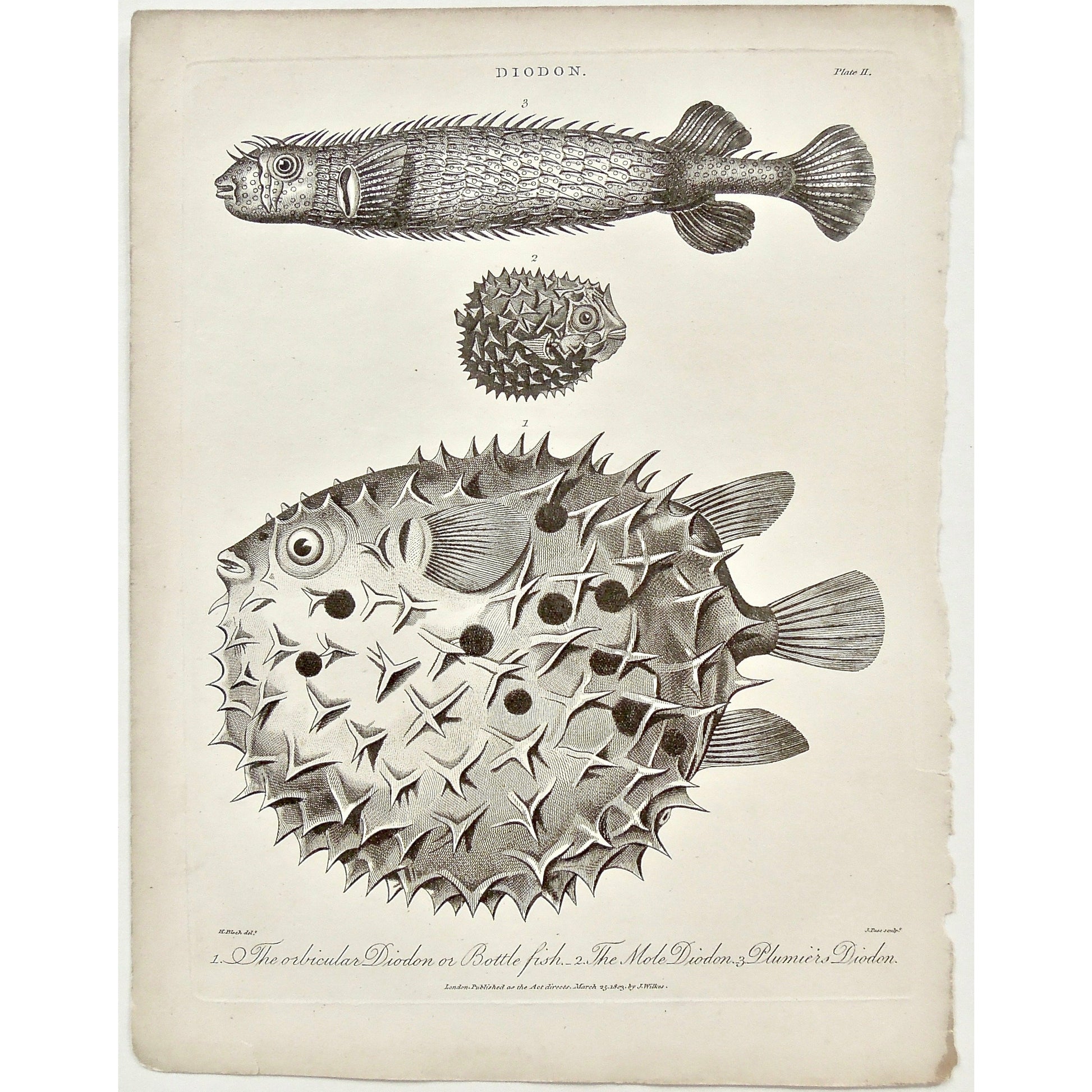 Diodon, Orbicular Diodon, Orbicular, Bottle Fish, Mole Diodon, Plumiers Diodon, Porcupine, Fish, Fishing, Puffer fish, blowfish, Universal Dictionary, Dictionary, Encyclopaedia Londinensis, Encyclopedia, London, Antique Print, Antique, Prints, Vintage, Vintage Art, Art, Wall art, Decor, wall decor, Home Decor, Interior design, Interior, Historical, History, Art History, design, engraving, original, authentic, Collectors, Collectable, rare books, rare, book, printmaking, print, printers, John Wilkes, Wilkes,