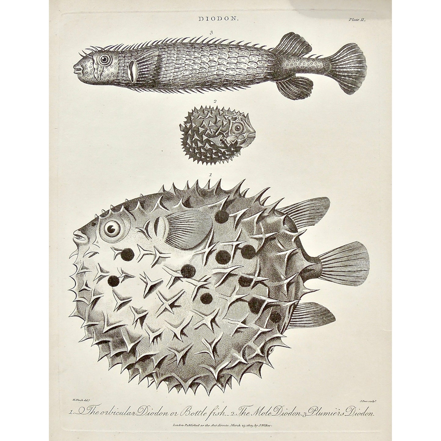 Diodon, Orbicular Diodon, Orbicular, Bottle Fish, Mole Diodon, Plumiers Diodon, Porcupine, Fish, Fishing, Puffer fish, blowfish, Universal Dictionary, Dictionary, Encyclopaedia Londinensis, Encyclopedia, London, Antique Print, Antique, Prints, Vintage, Vintage Art, Art, Wall art, Decor, wall decor, Home Decor, Interior design, Interior, Historical, History, Art History, design, engraving, original, authentic, Collectors, Collectable, rare books, rare, book, printmaking, print, printers, John Wilkes, Wilkes,