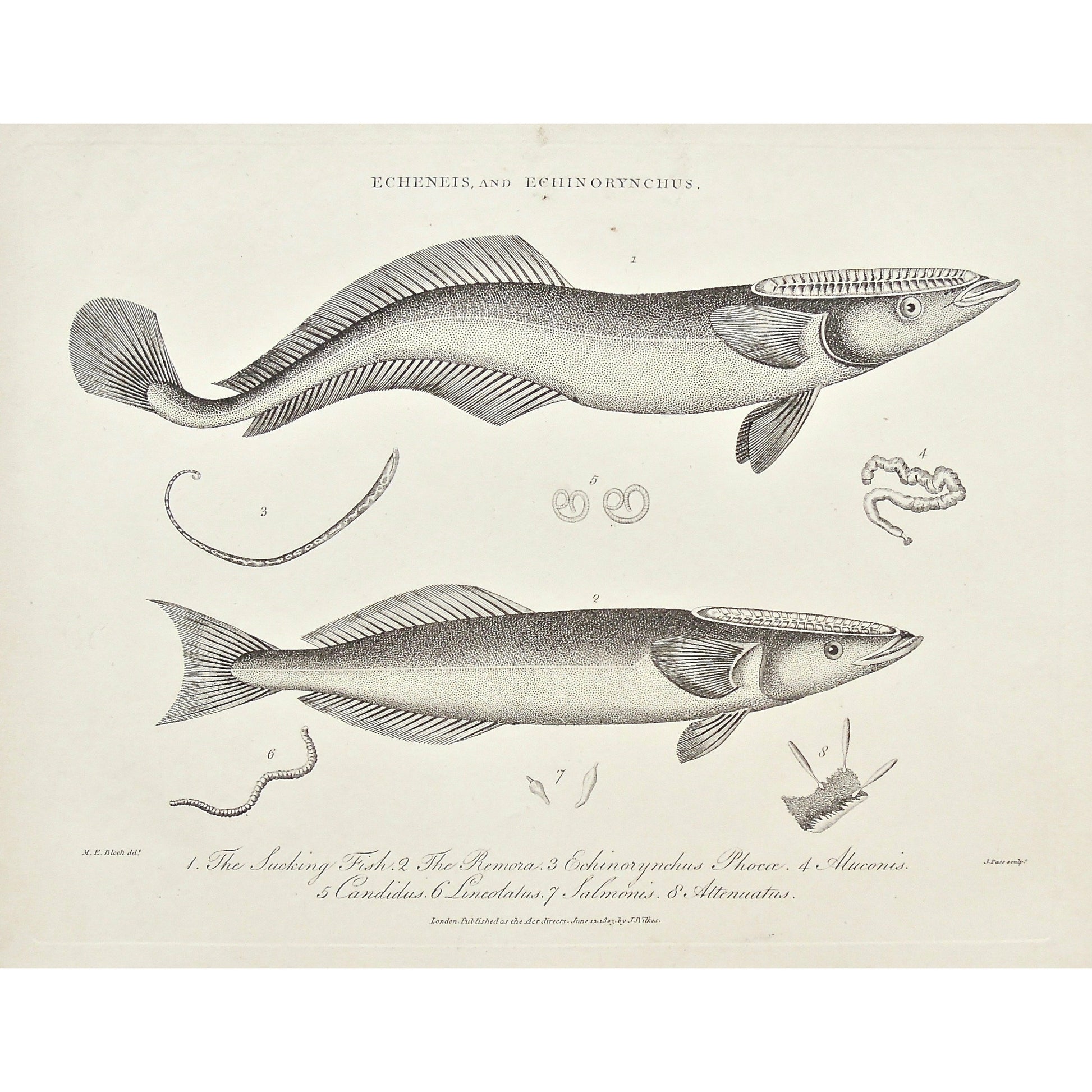 Echeneis, Echinorynchus, Echinorhynchus, Fish, Fishing, Sucking Fish, Sucking, Remora, Echinorynchus Phoca, Aluconis, Candidus, Lineolatus, Salmois, Attenuatus, suckerfish, worms, parasites, sea creatures, Universal Dictionary, Dictionary, Encyclopaedia Londinensis, Encyclopedia, London, Antique Print, Antique, Prints, Vintage, Vintage Art, Art, Wall art, Decor, wall decor, Home Decor, Interior design, Interior, Historical, History, Art History, design, engraving, original, authentic, Collectors, Collect