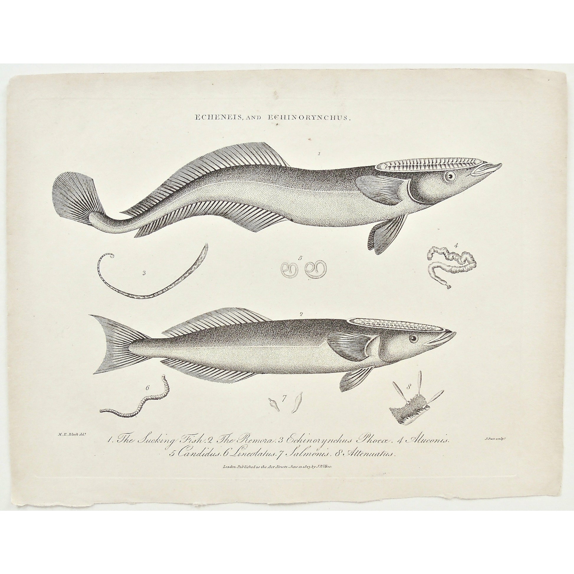 Echeneis, Echinorynchus, Echinorhynchus, Fish, Fishing, Sucking Fish, Sucking, Remora, Echinorynchus Phoca, Aluconis, Candidus, Lineolatus, Salmois, Attenuatus, suckerfish, worms, parasites, sea creatures, Universal Dictionary, Dictionary, Encyclopaedia Londinensis, Encyclopedia, London, Antique Print, Antique, Prints, Vintage, Vintage Art, Art, Wall art, Decor, wall decor, Home Decor, Interior design, Interior, Historical, History, Art History, design, engraving, original, authentic, Collectors, Collect