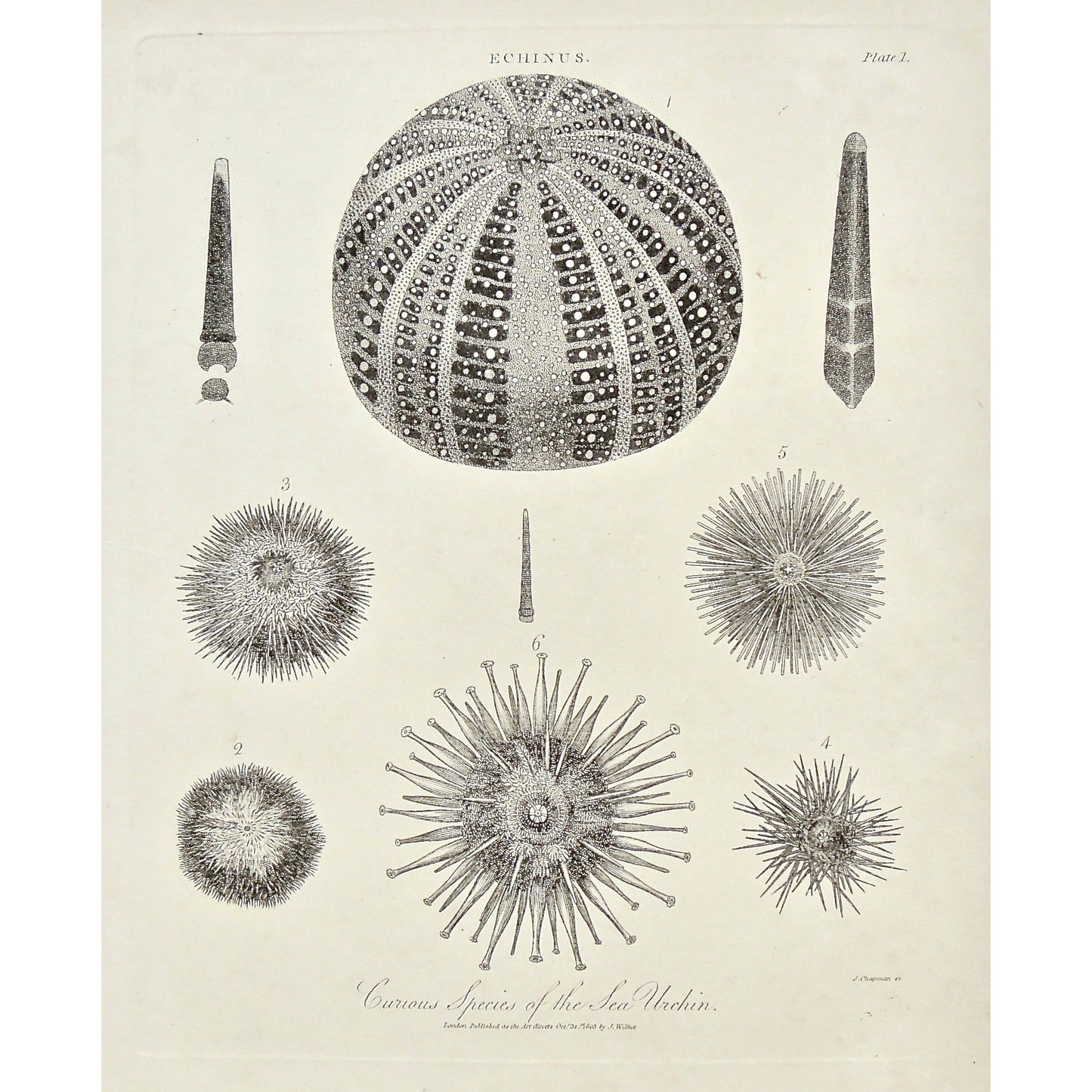 Echinus, Curious Species, Species, Sea Urchin, Sea, Urchin, Ocean creatures, Ocean, variety, different types, Sea Life, Universal Dictionary, Dictionary, Encyclopaedia Londinensis, Encyclopedia, London, Antique Print, Antique, Prints, Vintage, Vintage Art, Art, Wall art, Decor, wall decor, Home Decor, Interior design, Interior, Historical, History, Art History, design, engraving, original, authentic, Collectors, Collectable, rare books, rare, book, printmaking, print, printers, John Wilkes, Wilkes, Adlard, 