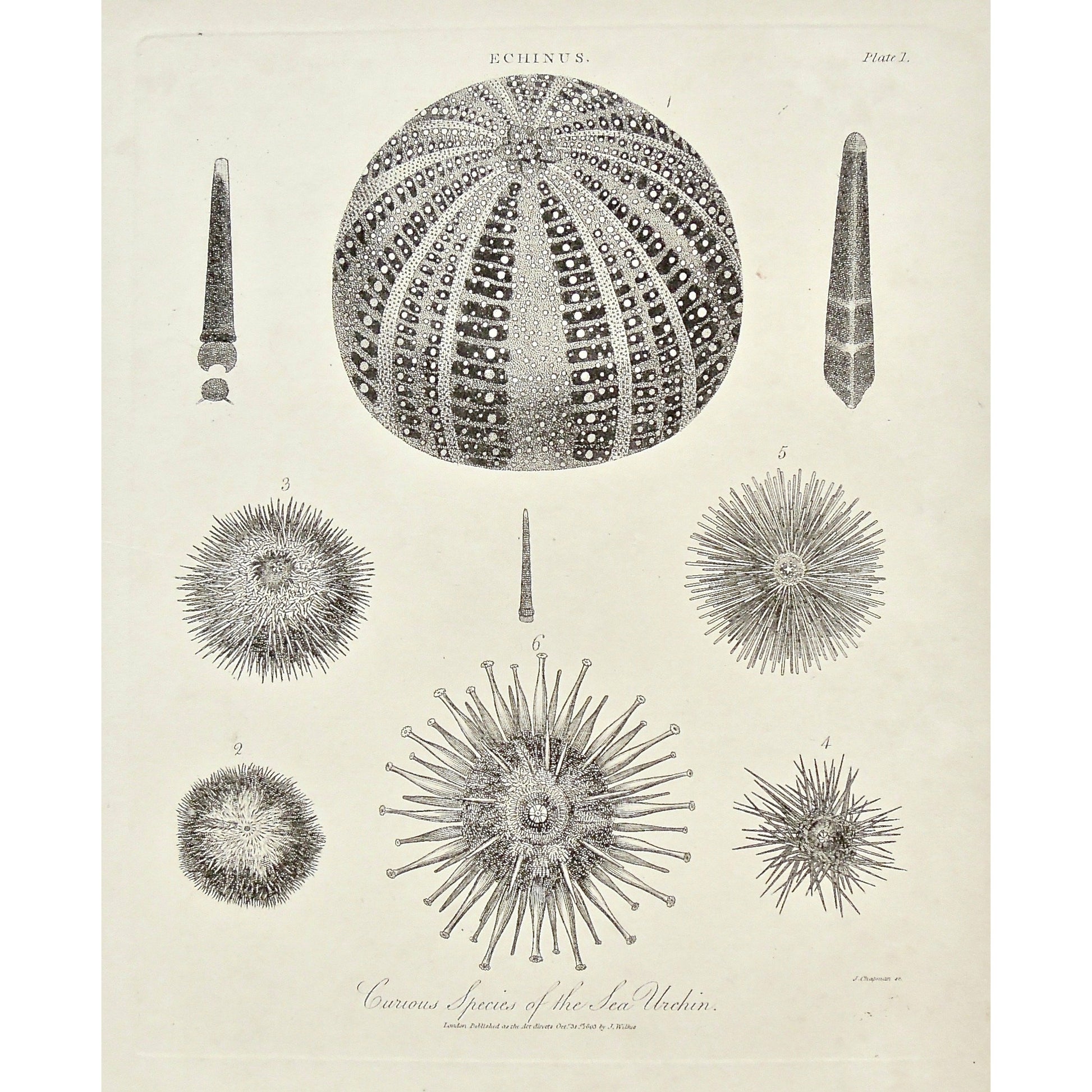 Echinus, Curious Species, Species, Sea Urchin, Sea, Urchin, Ocean creatures, Ocean, variety, different types, Sea Life, Universal Dictionary, Dictionary, Encyclopaedia Londinensis, Encyclopedia, London, Antique Print, Antique, Prints, Vintage, Vintage Art, Art, Wall art, Decor, wall decor, Home Decor, Interior design, Interior, Historical, History, Art History, design, engraving, original, authentic, Collectors, Collectable, rare books, rare, book, printmaking, print, printers, John Wilkes, Wilkes, Adlard, 