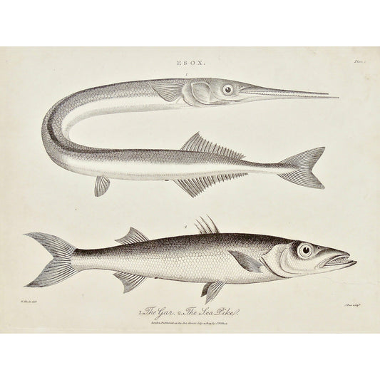 Esox, Gar, Sea Pike, Pike, Fish, Fishing, Freshwater fish, Freshwater, ray-finned, barracuda, barracudas, scales, Dictionary, Encyclopaedia Londinensis, Encyclopedia, London, Antique Print, Antique, Prints, Vintage, Vintage Art, Art, Wall art, Decor, wall decor, Home Decor, Interior design, Interior, Historical, History, Art History, design, engraving, original, authentic, Collectors, Collectable, rare books, rare, book, printmaking, print, printers, John Wilkes, Wilkes, Adlard, Pass, 1803, Block, 