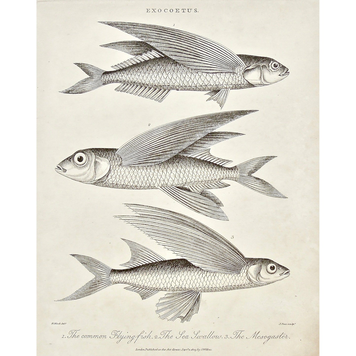 Exocoetus, Common Flying-fish, Common, Flying fish, Flying-fish, Fish, Fishing, Sea Swallow, Mesogaster, Universal Dictionary, Dictionary, Encyclopaedia Londinensis, Encyclopedia, London, Antique Print, Antique, Prints, Vintage, Vintage Art, Art, Wall art, Decor, wall decor, Home Decor, Interior design, Interior, Historical, History, Art History, design, engraving, original, authentic, Collectors, Collectable, rare books, rare, book, printmaking, print, printers, John Wilkes, Wilkes, Adlard, Pass, 1803