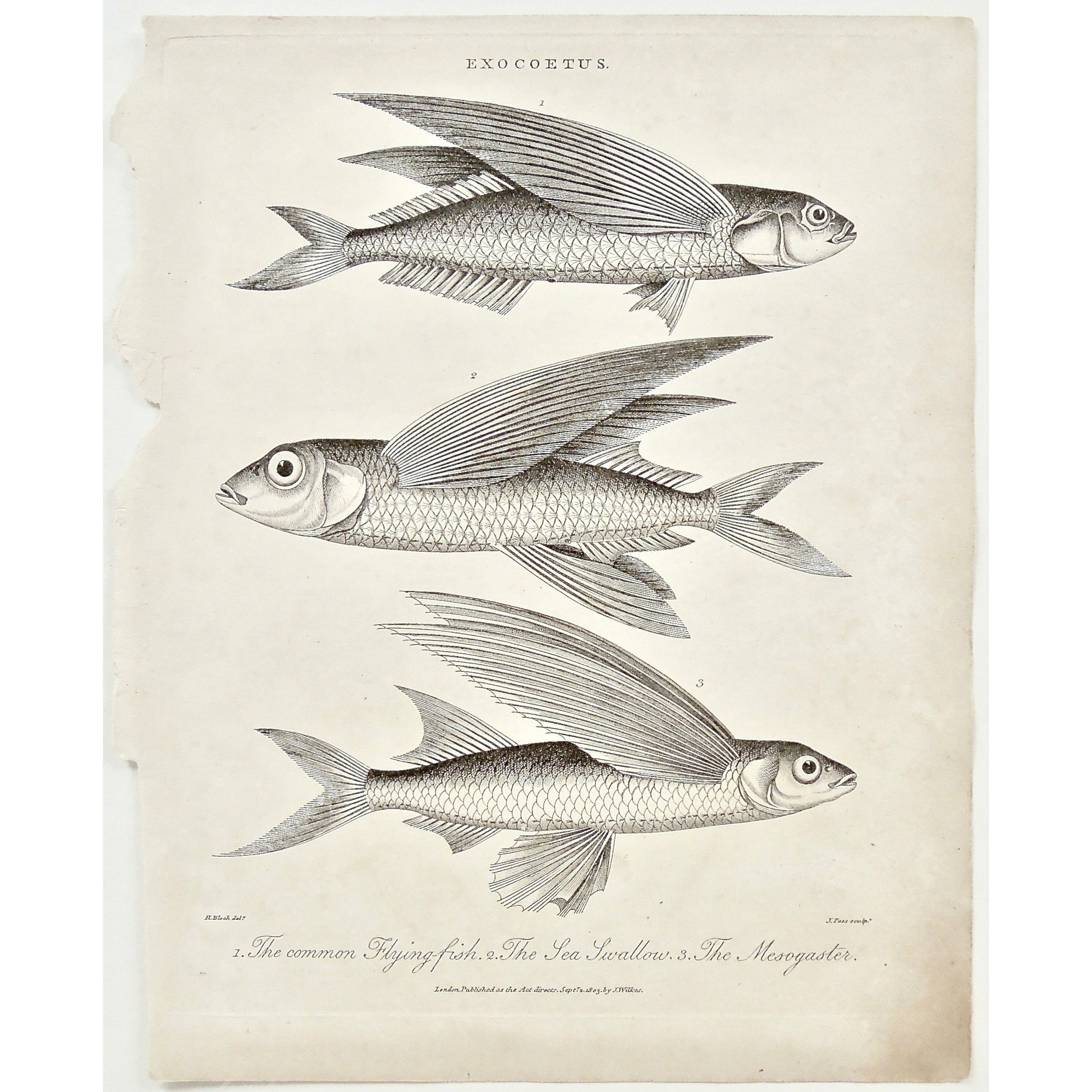 Exocoetus, Common Flying-fish, Common, Flying fish, Flying-fish, Fish, Fishing, Sea Swallow, Mesogaster, Universal Dictionary, Dictionary, Encyclopaedia Londinensis, Encyclopedia, London, Antique Print, Antique, Prints, Vintage, Vintage Art, Art, Wall art, Decor, wall decor, Home Decor, Interior design, Interior, Historical, History, Art History, design, engraving, original, authentic, Collectors, Collectable, rare books, rare, book, printmaking, print, printers, John Wilkes, Wilkes, Adlard, Pass, 1803