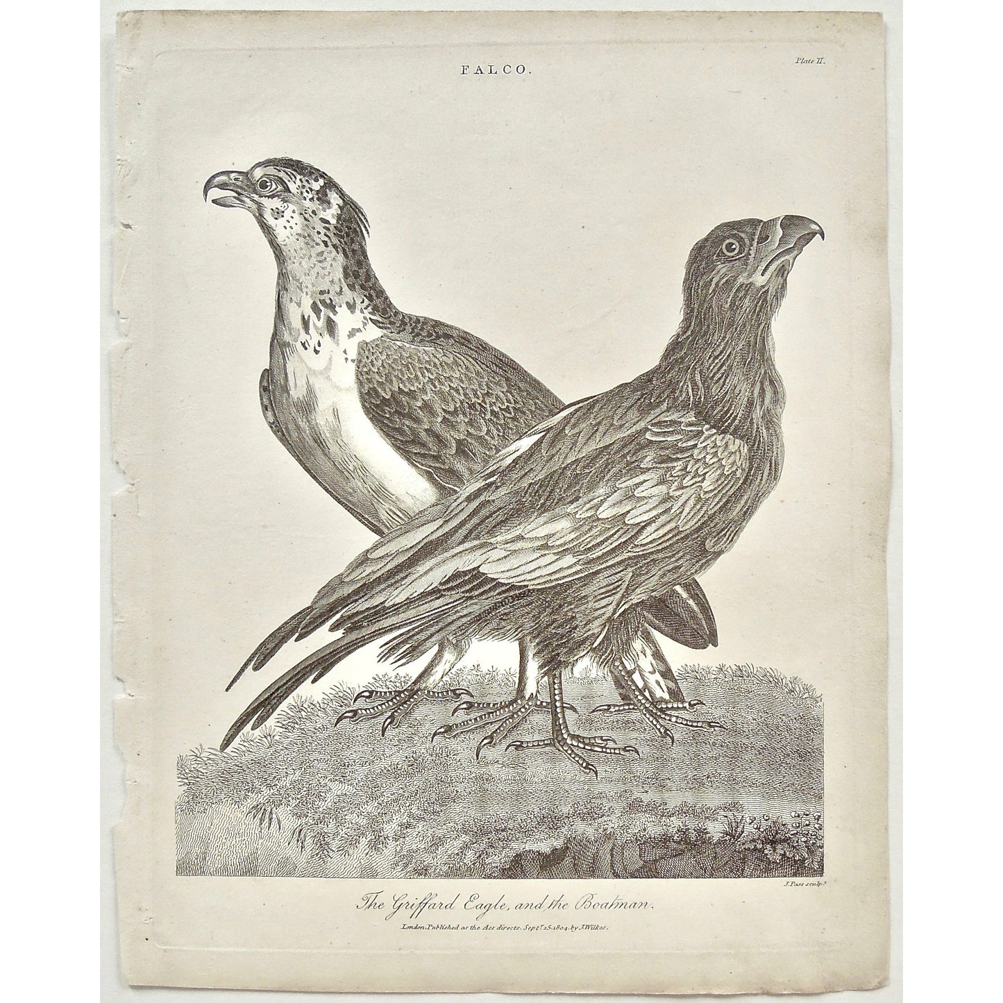 Falco, Falcon, Griffard Eagle, Griffard, Eagle, Boatman, Spotting, bird, Birds, Ornithology, Falconry, beak, feathers, Antique prints, Prints, Printmaking, old prints, bird prints, original, antique, vintage, engraving, art, wall decor, wall art, home decor, interior decor, design, black and white, Encyclopedia, Old books, rare books, 