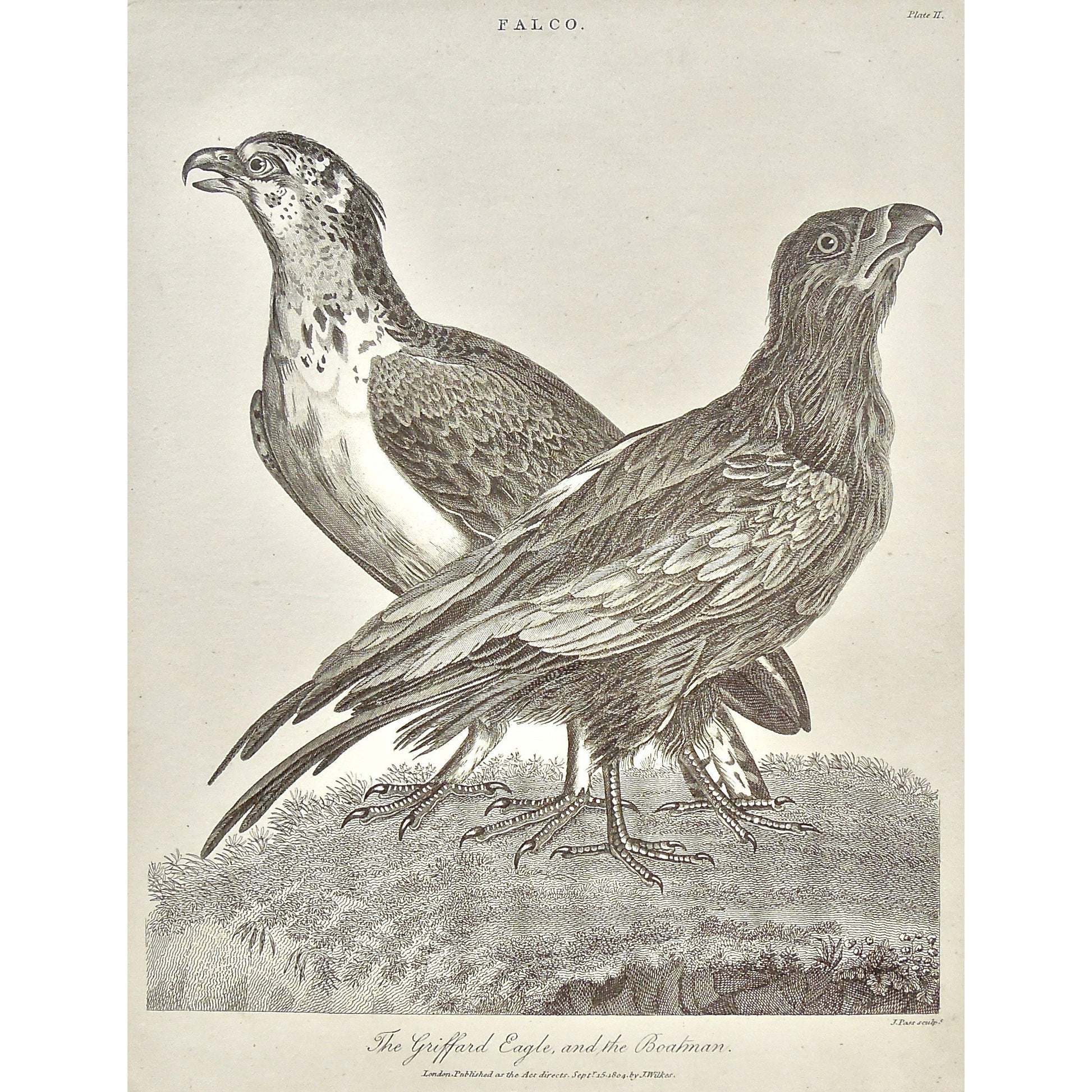 Falco, Falcon, Griffard Eagle, Griffard, Eagle, Boatman, Spotting, bird, Birds, Ornithology, Falconry, beak, feathers, Antique prints, Prints, Printmaking, old prints, bird prints, original, antique, vintage, engraving, art, wall decor, wall art, home decor, interior decor, design, black and white, Encyclopedia, Old books, rare books, 