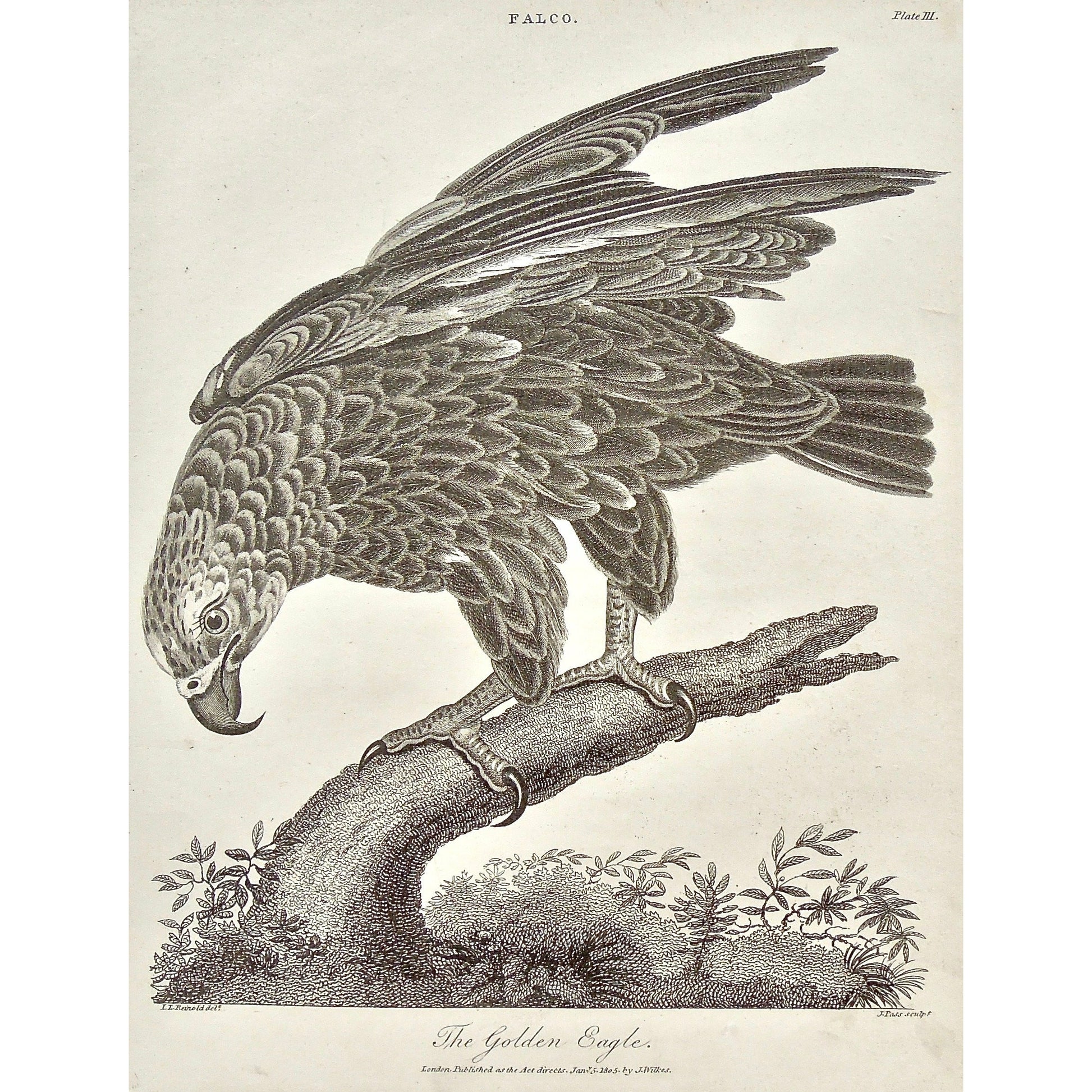 Falco, Falcon, Falconry, Golden Eagle, Golden, Eagle, Bird, Birds, Ornithology, feathers, beak, head, Antique prints, Prints, Printmaking, old prints, bird prints, original, antique, vintage, engraving, art, wall decor, wall art, home decor, interior decor, design, black and white, Encyclopedia, Old books, rare books, 