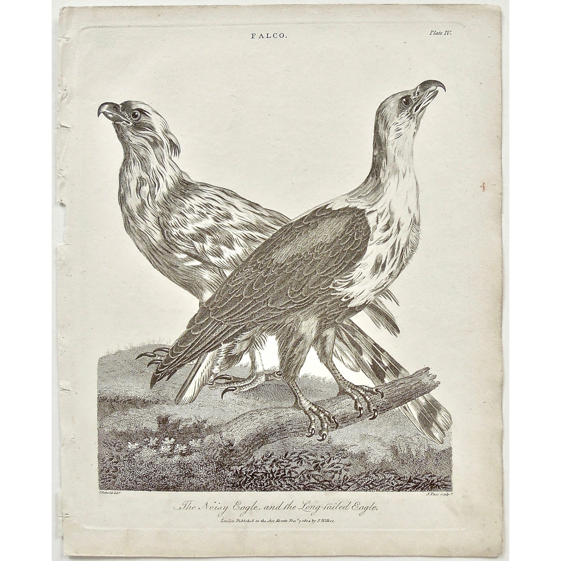 Falco, Falcon, Falconry, Noisy Eagle, Noisy, Long-tailed, long tailed, Eagle, Bird, Birds, Ornithology, feathers, beak, head, claws, Antique prints, Prints, Printmaking, old prints, bird prints, original, antique, vintage, engraving, art, wall decor, wall art, home decor, interior decor, design, black and white, Encyclopedia, Old books, rare books, 