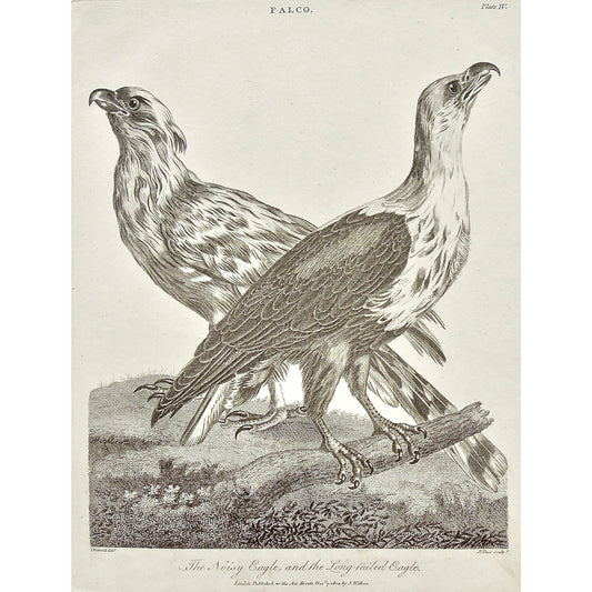 Falco, Falcon, Falconry, Noisy Eagle, Noisy, Long-tailed, long tailed, Eagle, Bird, Birds, Ornithology, feathers, beak, head, claws, Antique prints, Prints, Printmaking, old prints, bird prints, original, antique, vintage, engraving, art, wall decor, wall art, home decor, interior decor, design, black and white, Encyclopedia, Old books, rare books, 