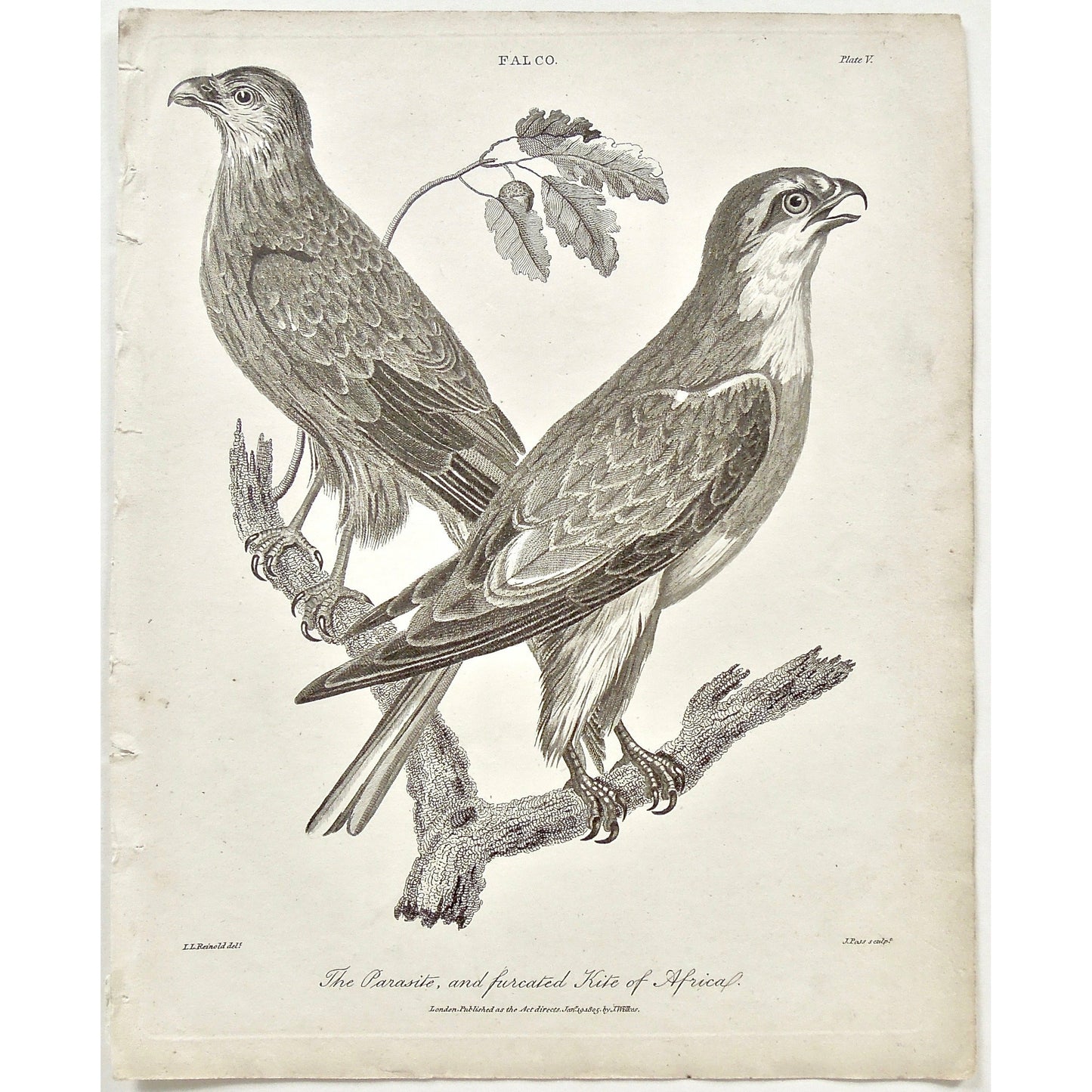 Falco, Falcon, Falconry, Parasite,, Furcated Kite, Furcated, Kite, Bird, Birds, Ornithology, Furcated Kite of Africa, Africa, African, feathers, beak, feet, branch, Antique Print, Antique, Print, Prints, Printmaking, engraving, original, rare, rare book, home decor, wall decor, interior decor, wall art, art, artwork, old prints, old books, bird prints, falcon prints, black and white, bird love, 