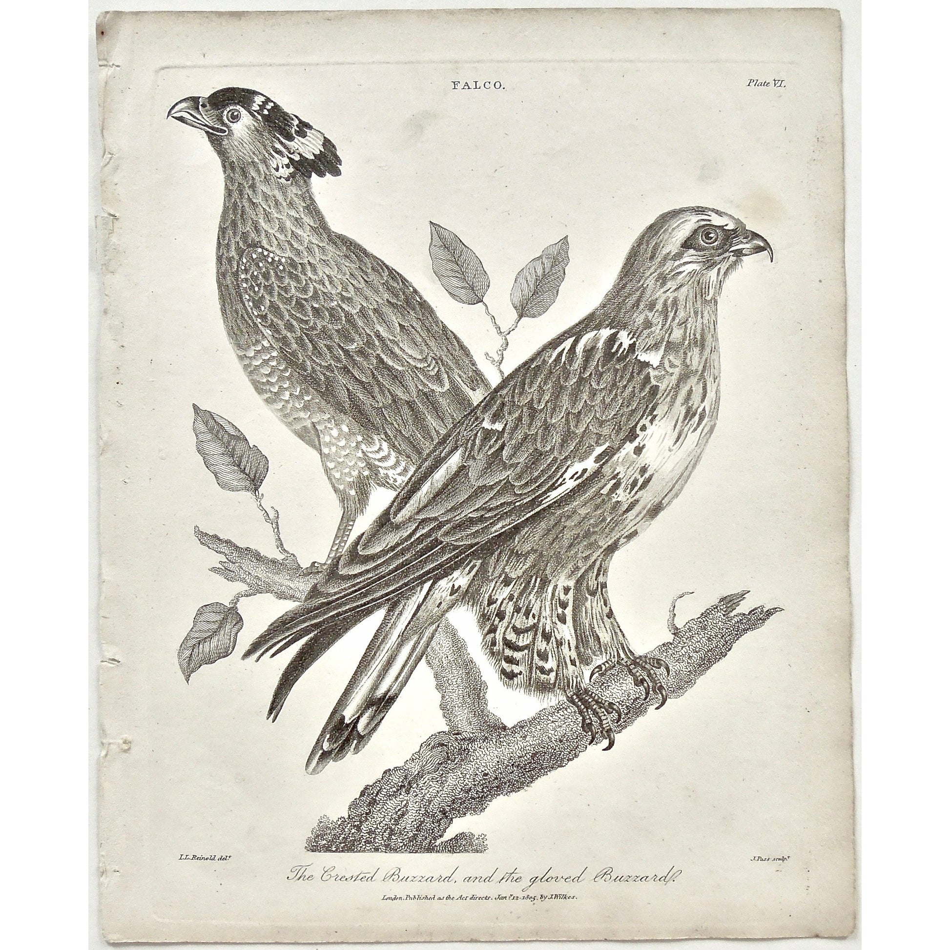 Falco, Falcon, Falconry, Crested Buzzard, Crested, Buzzard, Gloved Buzzard, Bird, Birds, Ornithology, Feathers, beak, feet, branch, pair, Antique Print, Antique, Print, Prints, Printmaking, engraving, original, rare, rare book, home decor, wall decor, interior decor, wall art, art, artwork, old prints, old books, bird prints, falcon prints, black and white, bird love, 