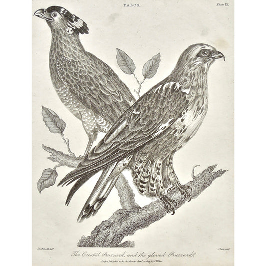 Falco, Falcon, Falconry, Crested Buzzard, Crested, Buzzard, Gloved Buzzard, Bird, Birds, Ornithology, Feathers, beak, feet, branch, pair, Antique Print, Antique, Print, Prints, Printmaking, engraving, original, rare, rare book, home decor, wall decor, interior decor, wall art, art, artwork, old prints, old books, bird prints, falcon prints, black and white, bird love, 