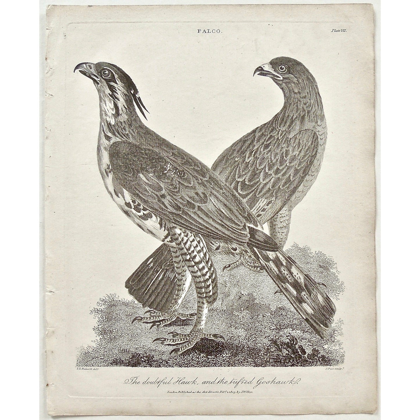 Falco, Falcon, Doubtful Hawk, Hawks, Tufted Goshawk, Tufted, Goshawk, Bird, Birds, Ornithology, Branch, feathers, beak, feet, tail, Antique Print, Antique, Print, Prints, Printmaking, engraving, original, rare, rare book, home decor, wall decor, interior decor, wall art, art, artwork, old prints, old books, bird prints, falcon prints, black and white, bird love, 