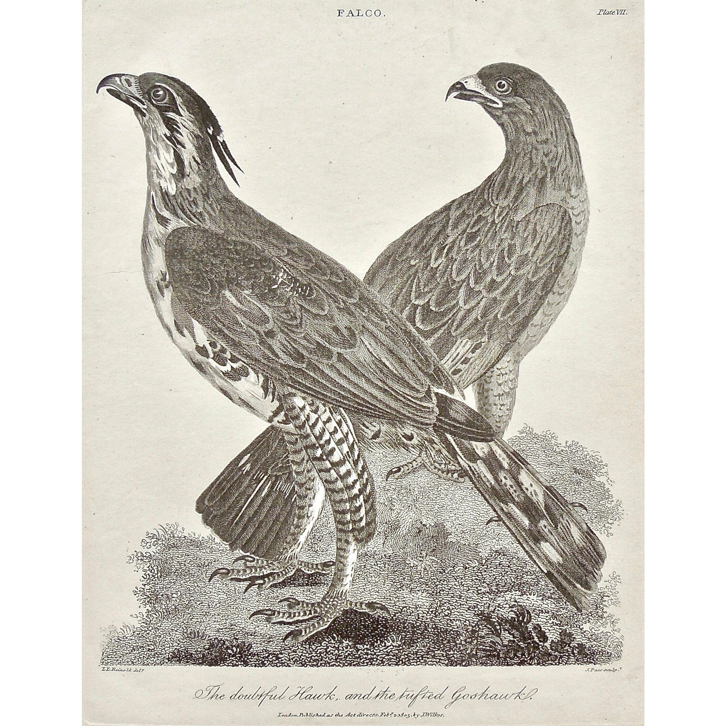 Falco, Falcon, Doubtful Hawk, Hawks, Tufted Goshawk, Tufted, Goshawk, Bird, Birds, Ornithology, Branch, feathers, beak, feet, tail, Antique Print, Antique, Print, Prints, Printmaking, engraving, original, rare, rare book, home decor, wall decor, interior decor, wall art, art, artwork, old prints, old books, bird prints, falcon prints, black and white, bird love, 