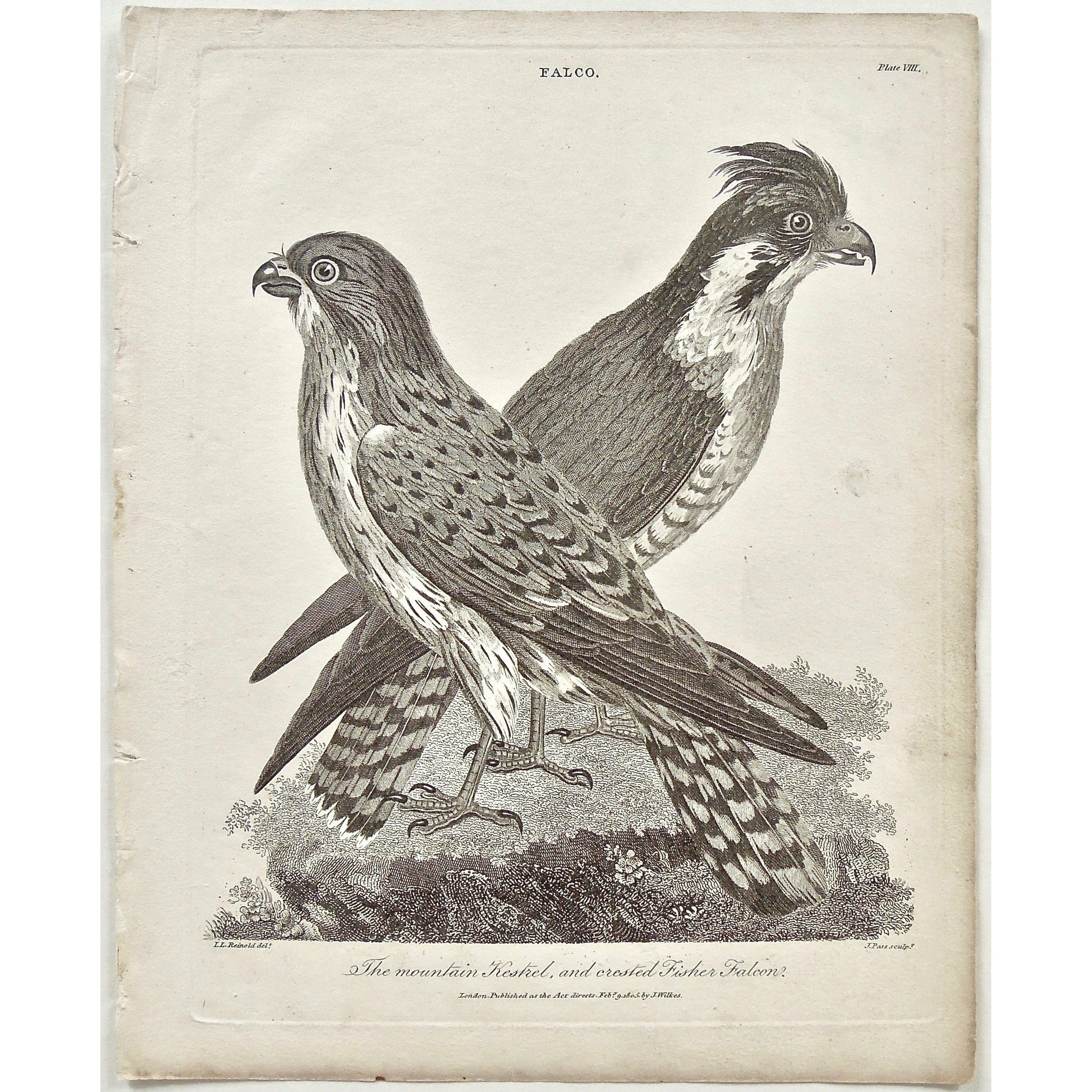 Falco, Falcon, Mountain Kestrel, Mountain, Kestrel, Crested Fisher Falcon, Crested Fisher, Crested, Fisher, Bird, Birds, Ornithology, Beak, Feathers, feet, tail, Antique Print, Antique, Print, Prints, Printmaking, engraving, original, rare, rare book, home decor, wall decor, interior decor, wall art, art, artwork, old prints, old books, bird prints, falcon prints, black and white, bird love, 