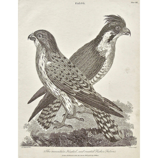 Falco, Falcon, Mountain Kestrel, Mountain, Kestrel, Crested Fisher Falcon, Crested Fisher, Crested, Fisher, Bird, Birds, Ornithology, Beak, Feathers, feet, tail, Antique Print, Antique, Print, Prints, Printmaking, engraving, original, rare, rare book, home decor, wall decor, interior decor, wall art, art, artwork, old prints, old books, bird prints, falcon prints, black and white, bird love, 