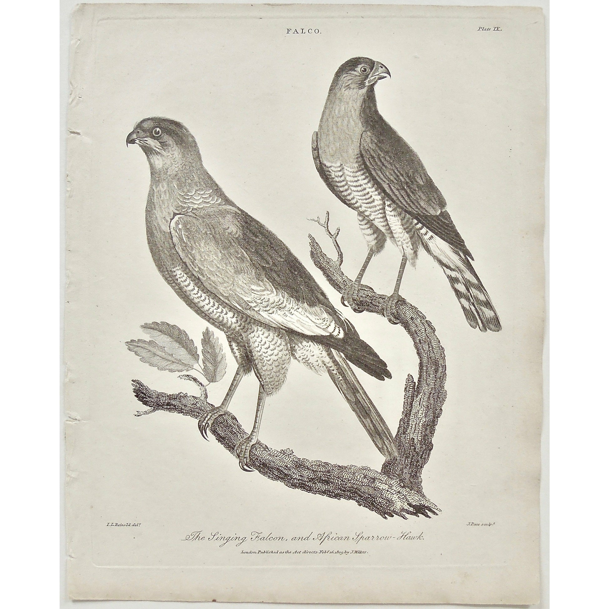 Falco, Falcon, Singing Falcon, Singing, African, African Sparrow Hawk, Sparrow Hawk, Sparrow, Hawk, Bird, Birds, Ornithology, beak, feathers, tail, feet, branch, pair, Antique, Print, Prints, Printmaking, engraving, original, rare, rare book, home decor, wall decor, interior decor, wall art, art, artwork, old prints, old books, bird prints, falcon prints, black and white, bird love, 