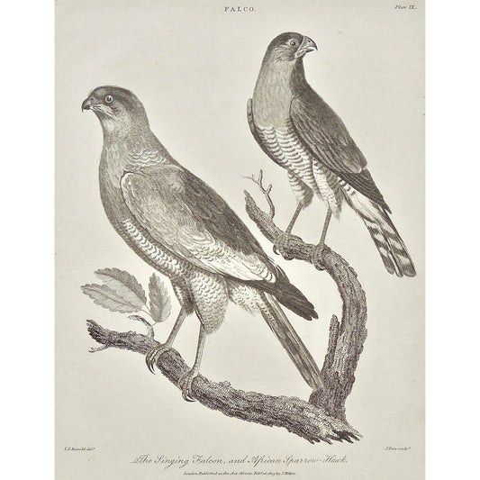 Falco, Falcon, Singing Falcon, Singing, African, African Sparrow Hawk, Sparrow Hawk, Sparrow, Hawk, Bird, Birds, Ornithology, beak, feathers, tail, feet, branch, pair, Antique, Print, Prints, Printmaking, engraving, original, rare, rare book, home decor, wall decor, interior decor, wall art, art, artwork, old prints, old books, bird prints, falcon prints, black and white, bird love, 