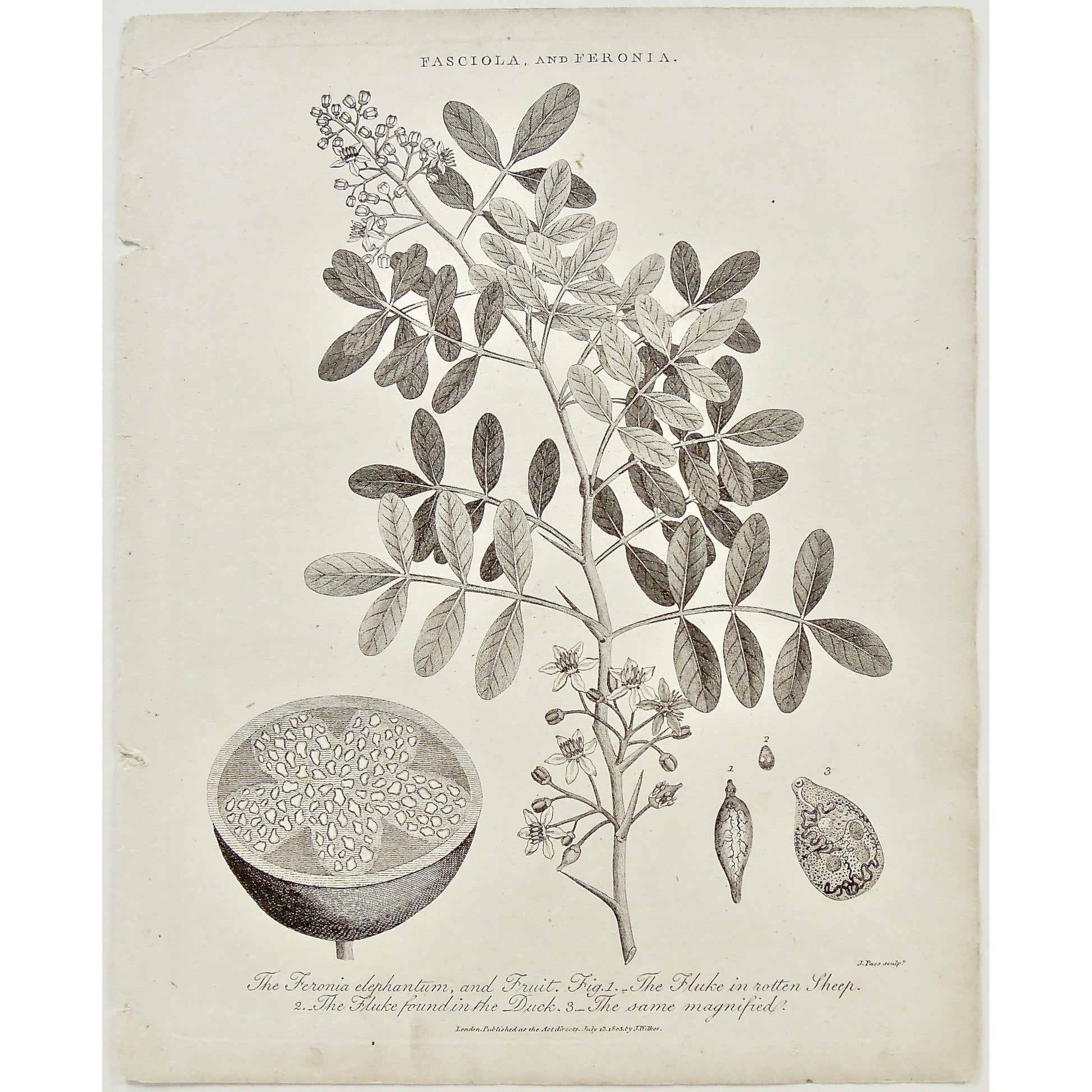 Fasciola, Feronia, Plant, Plants, Feronia elephantum, Fruit, Fruits, Fluke, Rotten Sheep, Magnified, Fruit Prints, Antique Prints, Antique, Print, Prints, Printmaking, engraving, original, rare, rare book, home decor, wall decor, interior decor, wall art, art, artwork, old prints, old books, black and white, Floral, Floral Prints, Botanical Prints, Botanicals, Botany, 