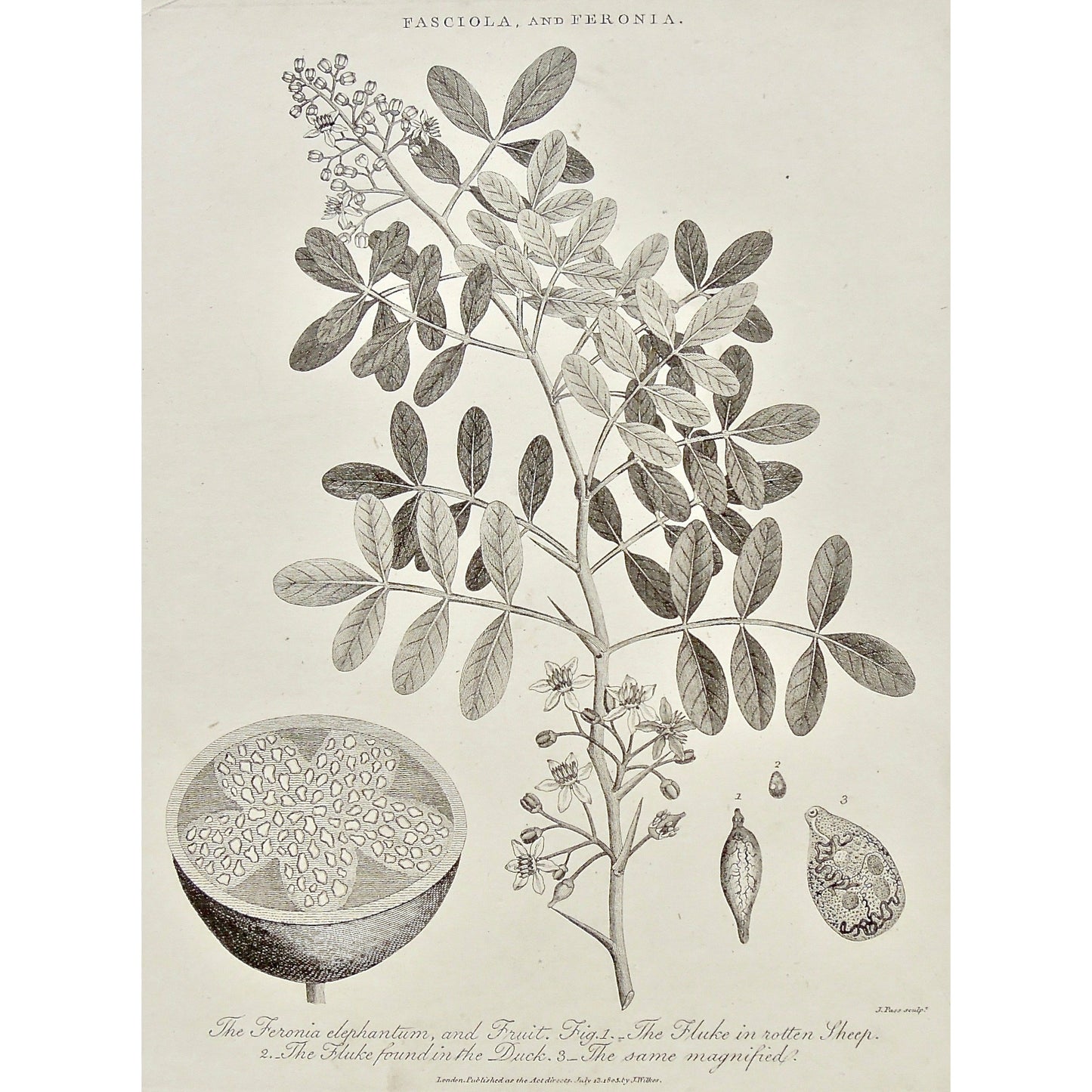 Fasciola, Feronia, Plant, Plants, Feronia elephantum, Fruit, Fruits, Fluke, Rotten Sheep, Magnified, Fruit Prints, Antique Prints, Antique, Print, Prints, Printmaking, engraving, original, rare, rare book, home decor, wall decor, interior decor, wall art, art, artwork, old prints, old books, black and white, Floral, Floral Prints, Botanical Prints, Botanicals, Botany, 