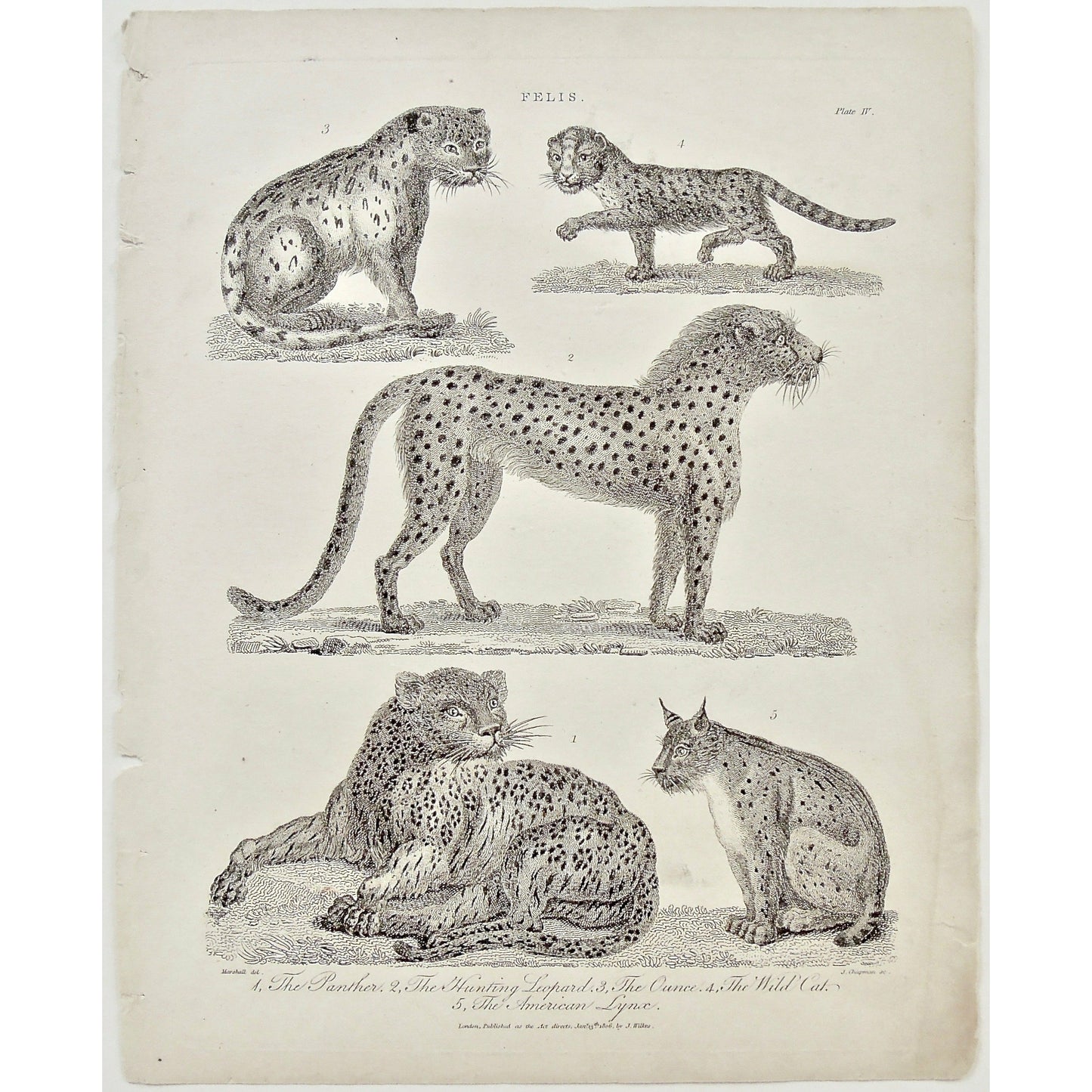 Felis. 1. The Panther. 2. The Hunting Leopard, 3. The Ounce, 4. The Wild Cat. 5. The American Lynx.  (B1-213)