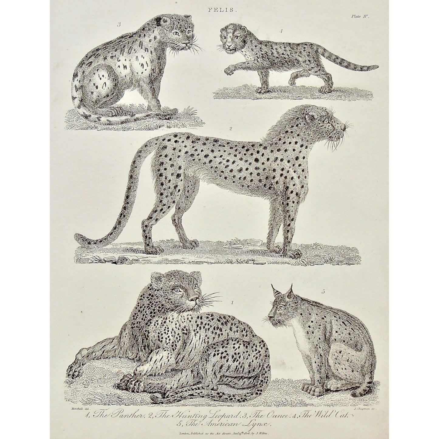 Felis. 1. The Panther. 2. The Hunting Leopard, 3. The Ounce, 4. The Wild Cat. 5. The American Lynx.  (B1-213)