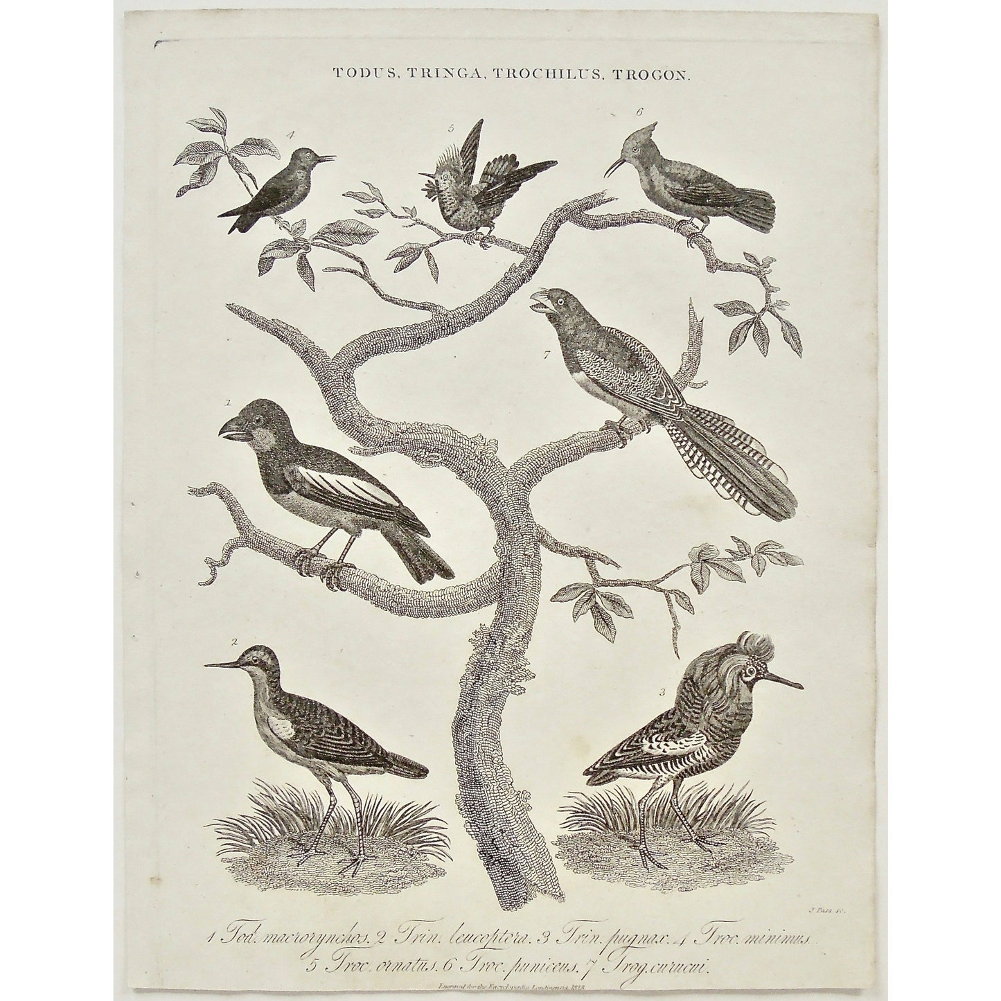 Todus, Tringa, Trochilus, Trogon, Tod. Macrorynchos, Trin. Leucoptera, Trin. Pugmax, Troc Minimus, Troc. Ornatus, Troc. Puniceus, Tro. Curucui, Bird, Birds, Ornithology, multiple, various, Antique Prints, Prints, Antique, Original, Rare, Rare prints, printmaking, rare books, antique books, old prints, vintage prints, authentic prints, History of Art, art history, historical prints, wall decor, wall art, home decor, design, engravings, Wilkes, Adlard, Champan, Encyclopedia, 1800s, Bird prints, ornithological