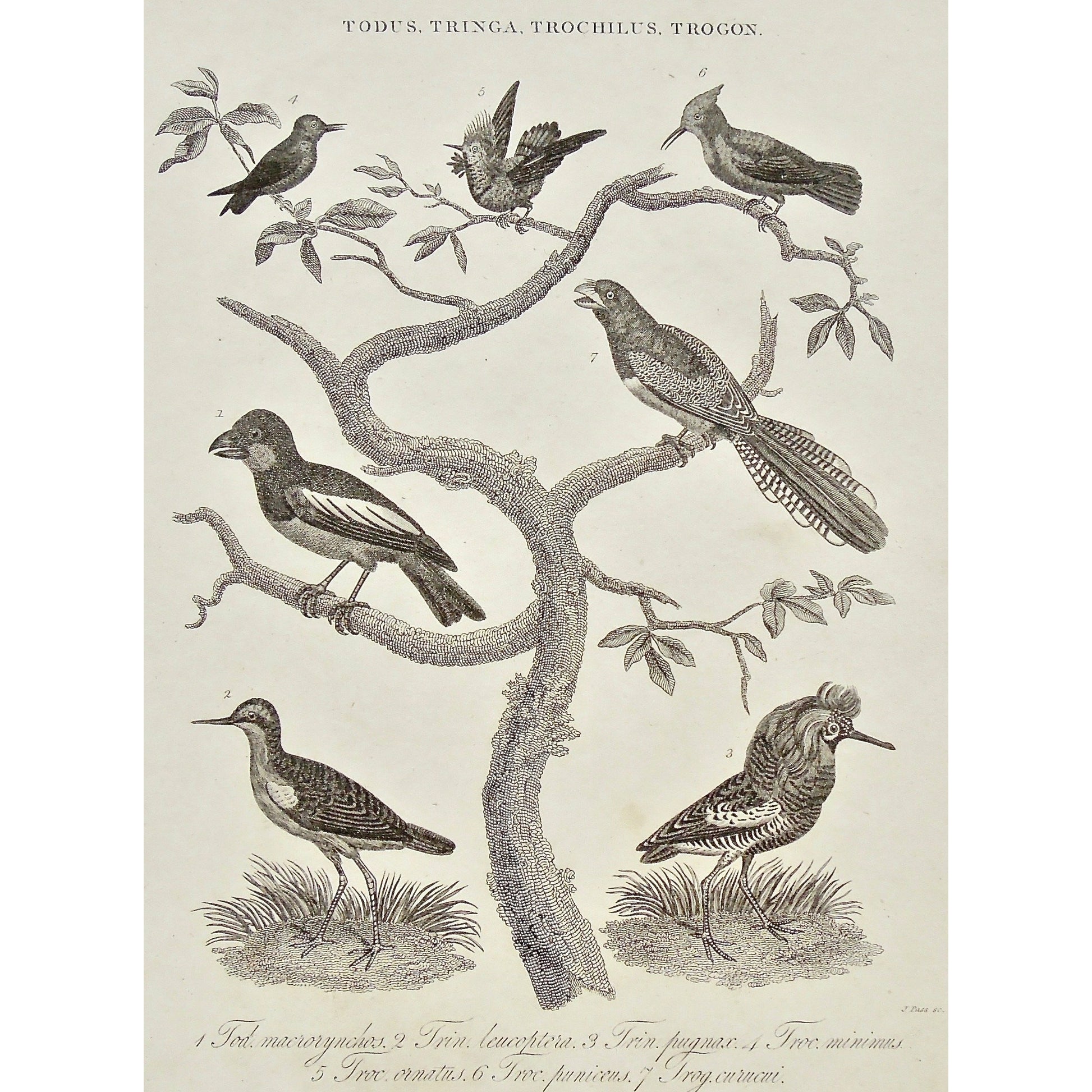 Todus, Tringa, Trochilus, Trogon, Tod. Macrorynchos, Trin. Leucoptera, Trin. Pugmax, Troc Minimus, Troc. Ornatus, Troc. Puniceus, Tro. Curucui, Bird, Birds, Ornithology, multiple, various, Antique Prints, Prints, Antique, Original, Rare, Rare prints, printmaking, rare books, antique books, old prints, vintage prints, authentic prints, History of Art, art history, historical prints, wall decor, wall art, home decor, design, engravings, Wilkes, Adlard, Champan, Encyclopedia, 1800s, Bird prints, ornithological