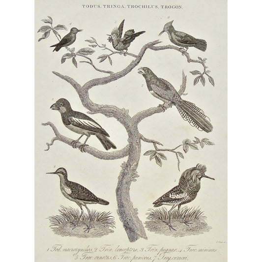 Todus, Tringa, Trochilus, Trogon, Tod. Macrorynchos, Trin. Leucoptera, Trin. Pugmax, Troc Minimus, Troc. Ornatus, Troc. Puniceus, Tro. Curucui, Bird, Birds, Ornithology, multiple, various, Antique Prints, Prints, Antique, Original, Rare, Rare prints, printmaking, rare books, antique books, old prints, vintage prints, authentic prints, History of Art, art history, historical prints, wall decor, wall art, home decor, design, engravings, Wilkes, Adlard, Champan, Encyclopedia, 1800s, Bird prints, ornithological