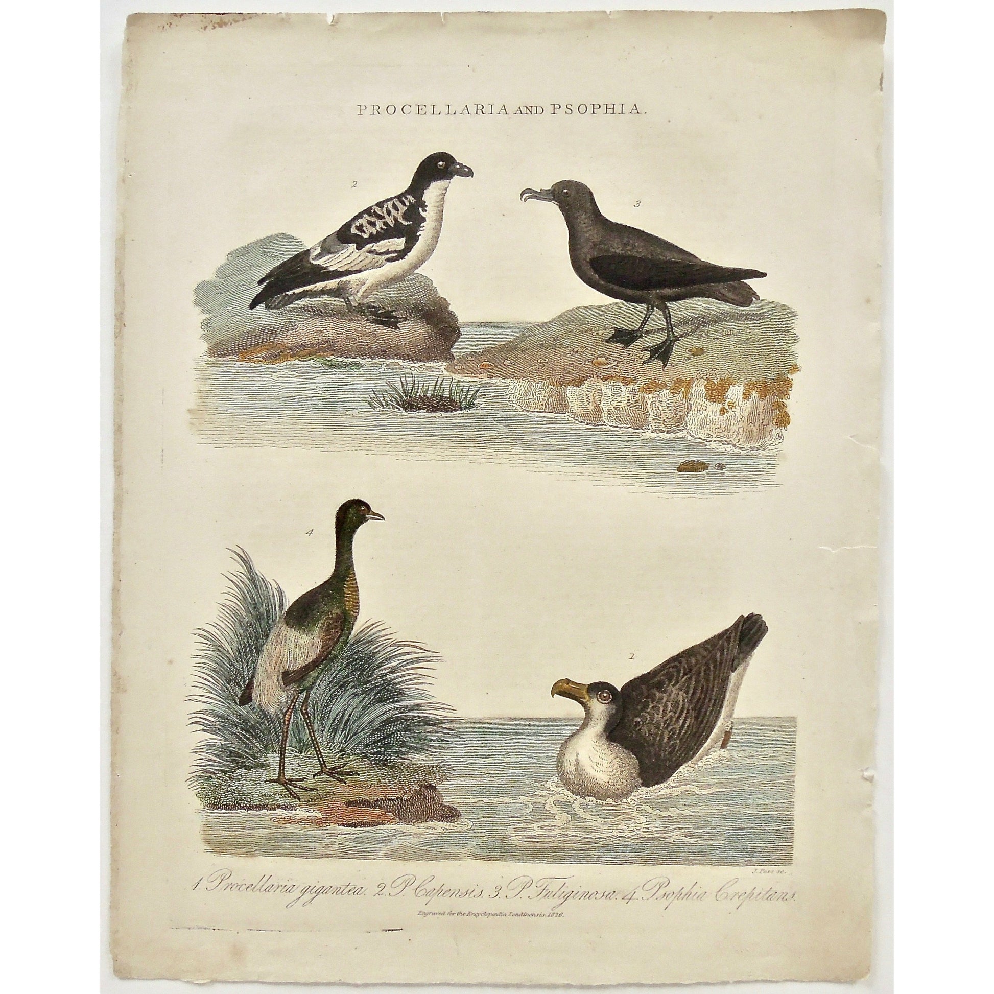 Procellaria, Psophia, Procellaria Giagantes, Capensis, Psophia Crepitans, Birds, bird, seabird, sea-birds, trumpeter, grey-winged trumpeter, ornithology,