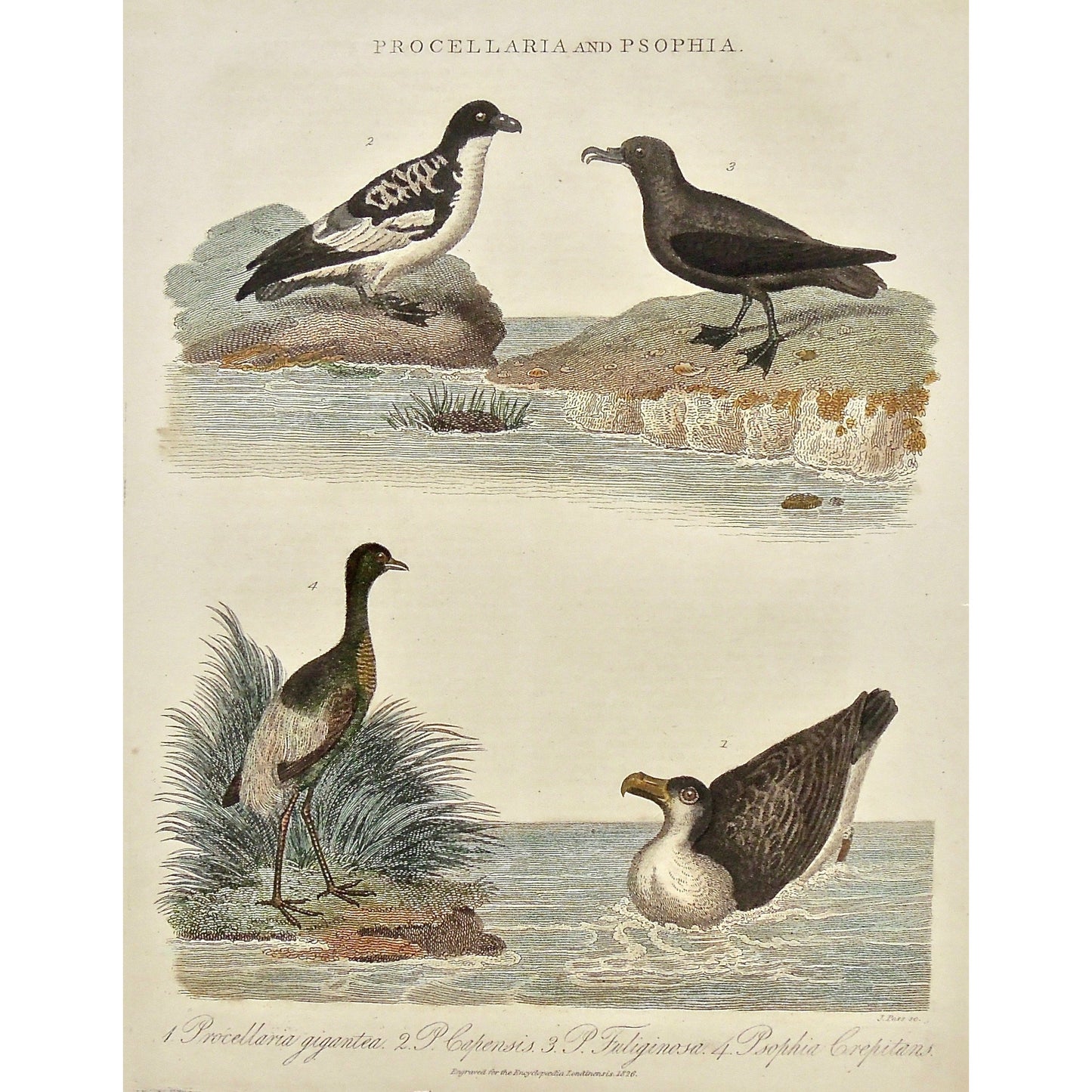 Procellaria, Psophia, Procellaria Giagantes, Capensis, Psophia Crepitans, Birds, bird, seabird, sea-birds, trumpeter, grey-winged trumpeter, ornithology,