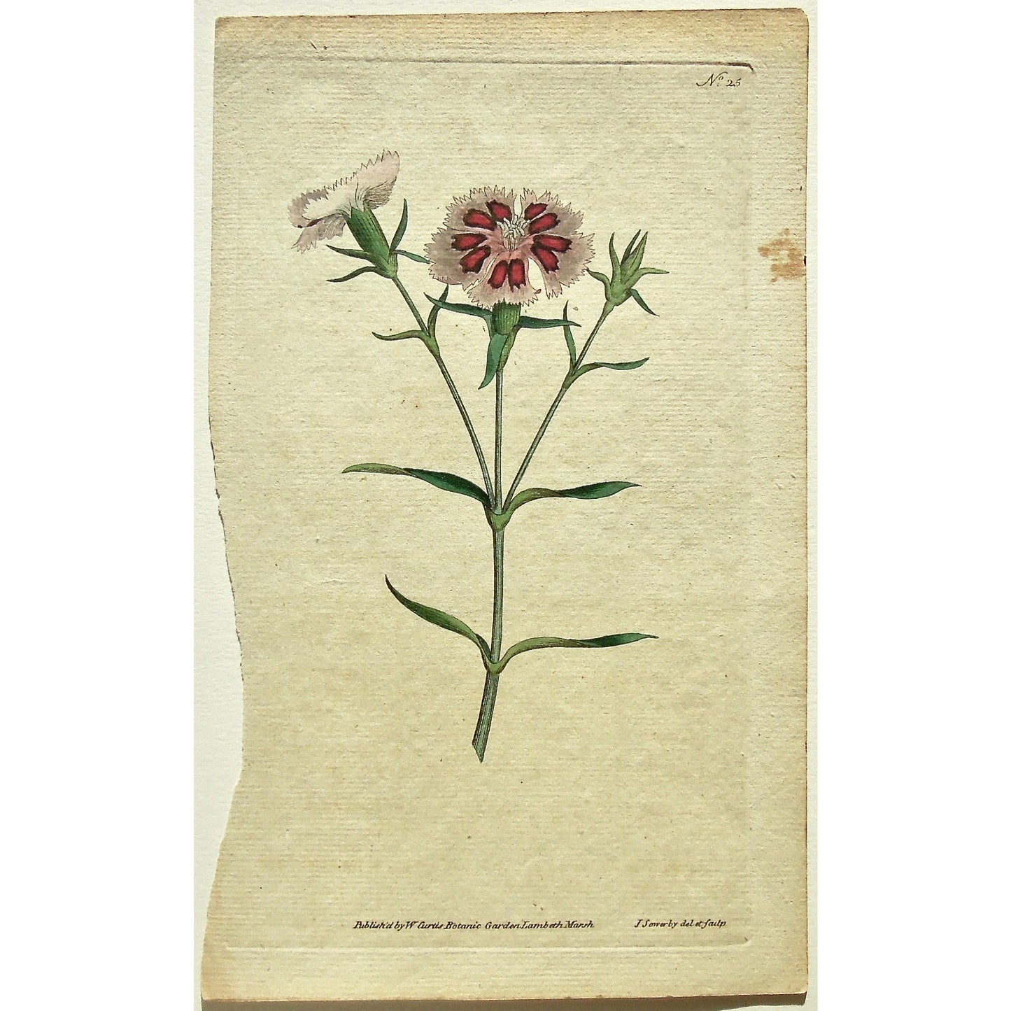 Plate 25 (Dianthus Chinensis. China or Indian Pink)  (B6-469)