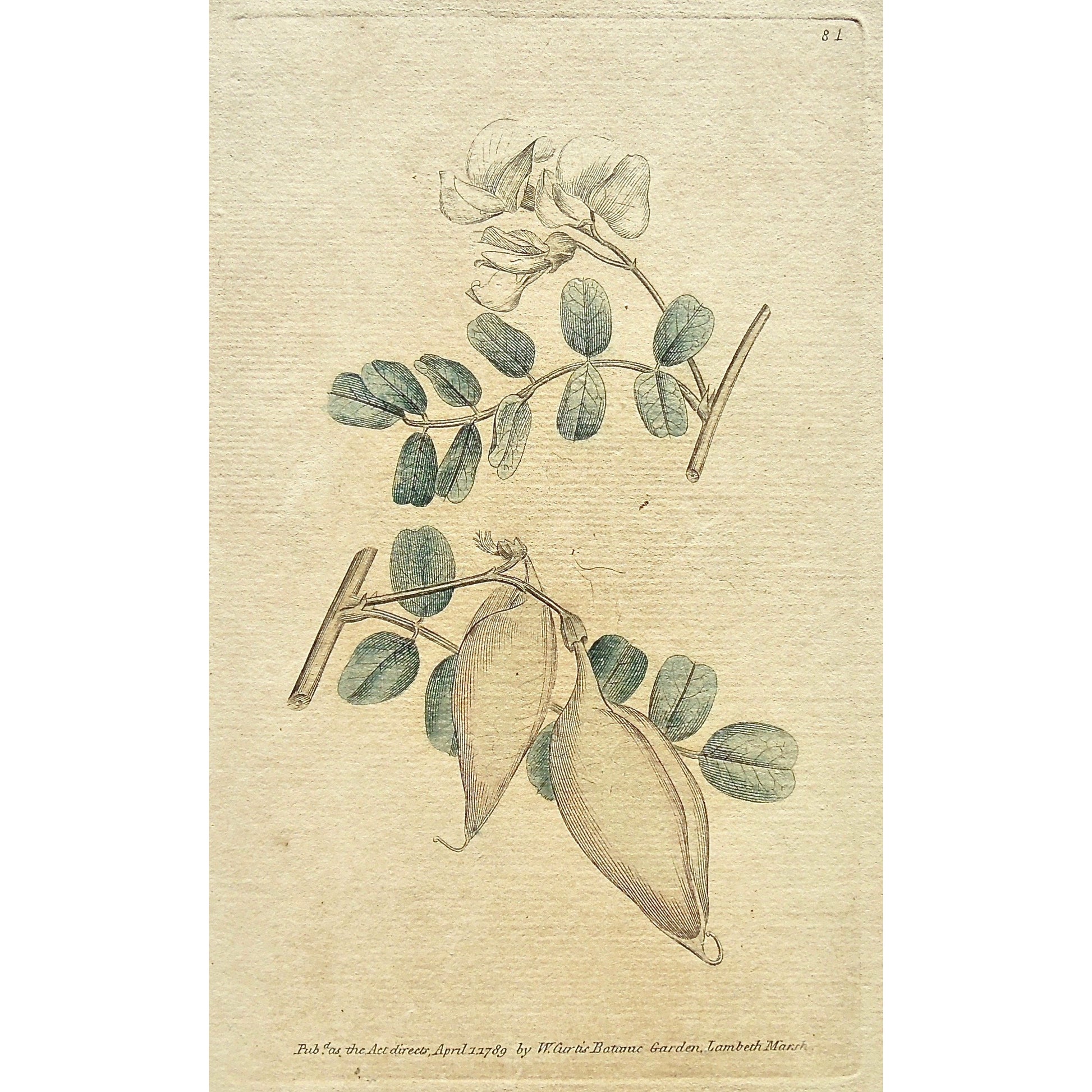 Plate 81, Colutea, Arborescenes, Tree, Colutea Arborescens, Tree Colutea, Bladder Senna, Senna, Curtis, Curtis' Botanical Magazine, Botanical Mag., Botanical Magazine, Curtis' Botanical Mag., Flower-garden, Flower Garden, Botanical, Botanicals, Flower, Flowers, Flowering, Blooming, In bloom, Botany, Garden, Gardens, Gardening, Gardeners, Antique, Antique Prints, Antique Botanicals, Original, Unique, gift, Rare, Rare Books, Vintage, Vintage Print, Vintage Botanical, Original engraving, Original botanical, Wa