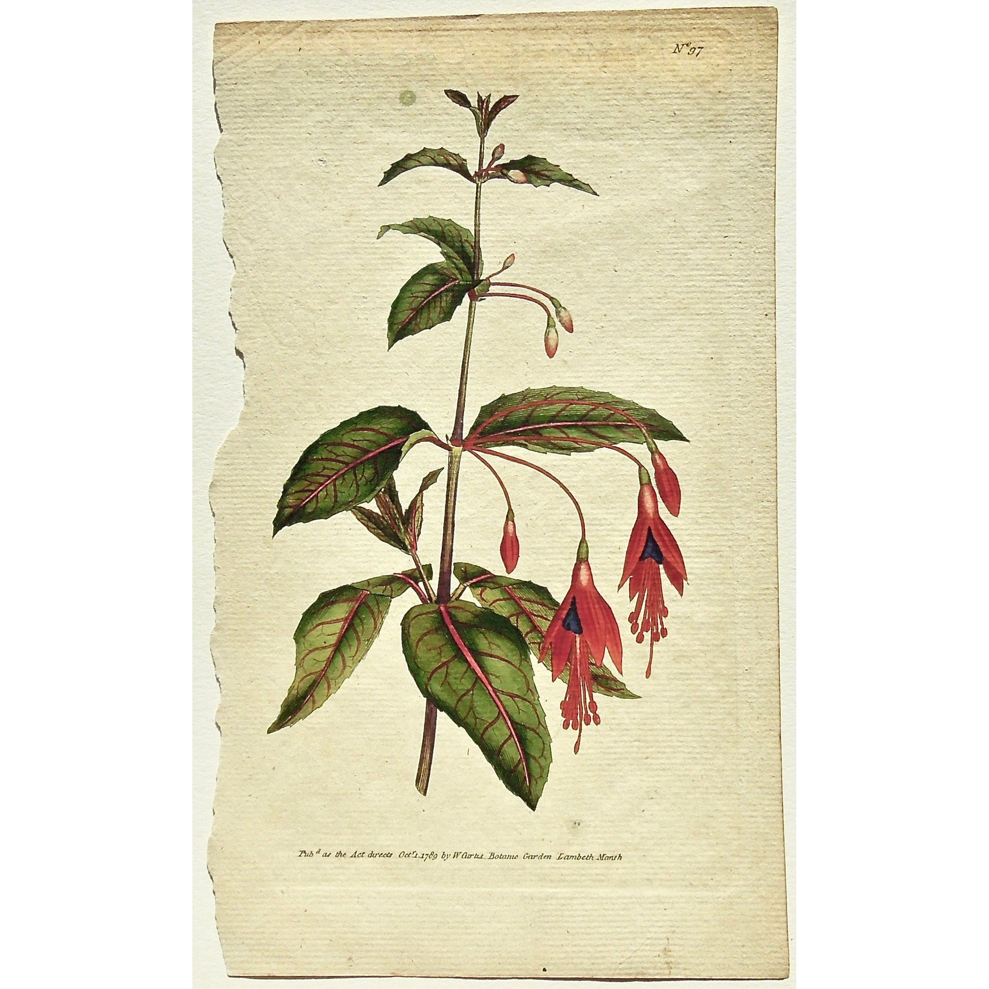 Plate 97, Fuschia, Coccinea, Scarlet, Fuchsia Coccinea, Scarlet Fuschia, Curtis, Curtis' Botanical Magazine, Botanical Mag., Botanical Magazine, Curtis' Botanical Mag., Flower-garden, Flower Garden, Botanical, Botanicals, Flower, Flowers, Flowering, Blooming, In bloom, Botany, Garden, Gardens, Gardening, Gardeners, Antique, Antique Prints, Antique Botanicals, Original, Unique, gift, Rare, Rare Books, Vintage, Vintage Print, Vintage Botanical, Original engraving, Original botanical, Wall art, Wall decor, art