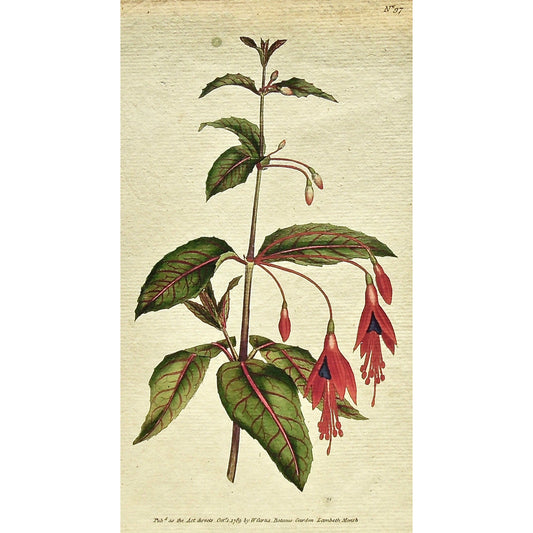 Plate 97, Fuschia, Coccinea, Scarlet, Fuchsia Coccinea, Scarlet Fuschia, Curtis, Curtis' Botanical Magazine, Botanical Mag., Botanical Magazine, Curtis' Botanical Mag., Flower-garden, Flower Garden, Botanical, Botanicals, Flower, Flowers, Flowering, Blooming, In bloom, Botany, Garden, Gardens, Gardening, Gardeners, Antique, Antique Prints, Antique Botanicals, Original, Unique, gift, Rare, Rare Books, Vintage, Vintage Print, Vintage Botanical, Original engraving, Original botanical, Wall art, Wall decor, art