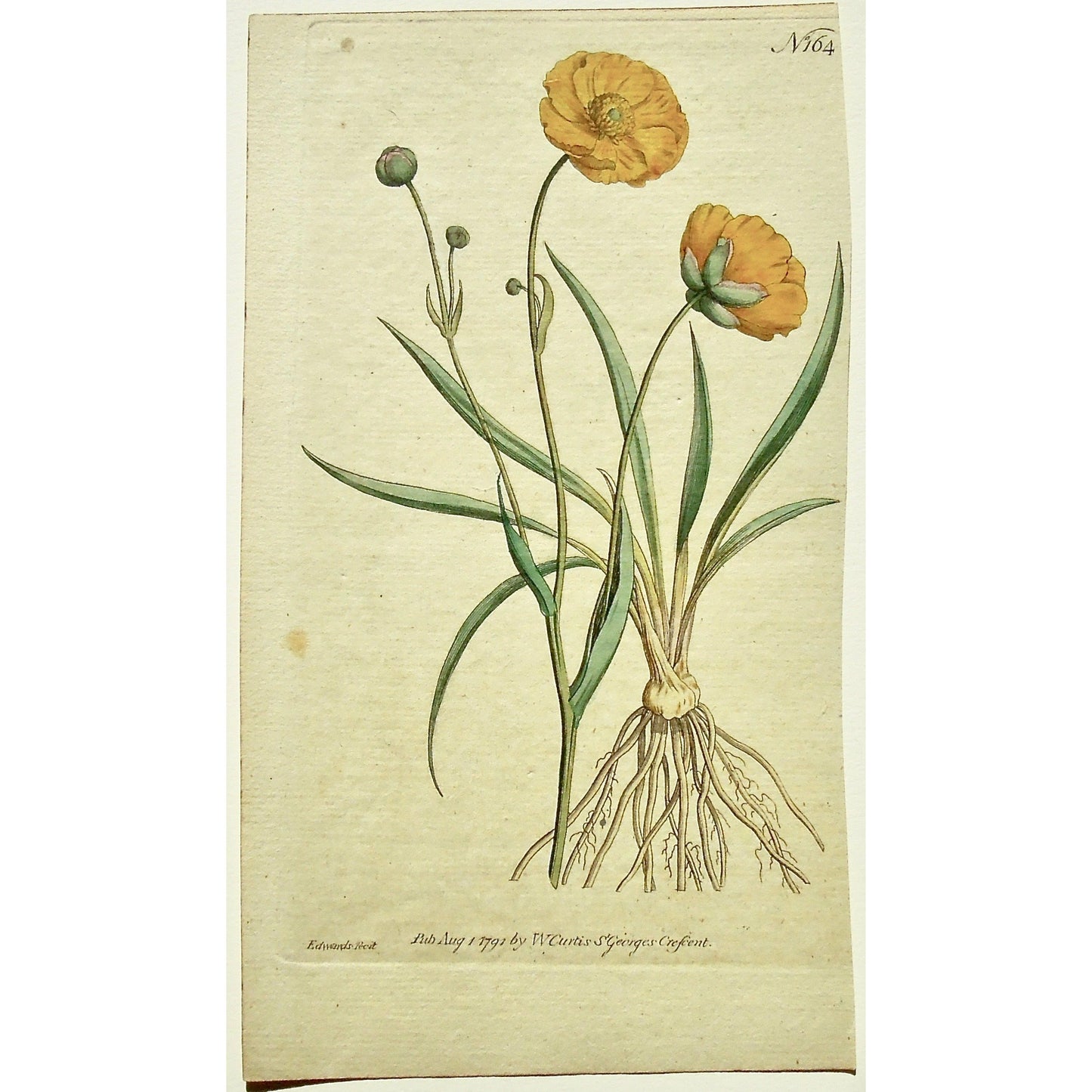 Plate 164 (Ranunculus Gramineus. Grass-leaved Crowfoot.)  (B6-474)