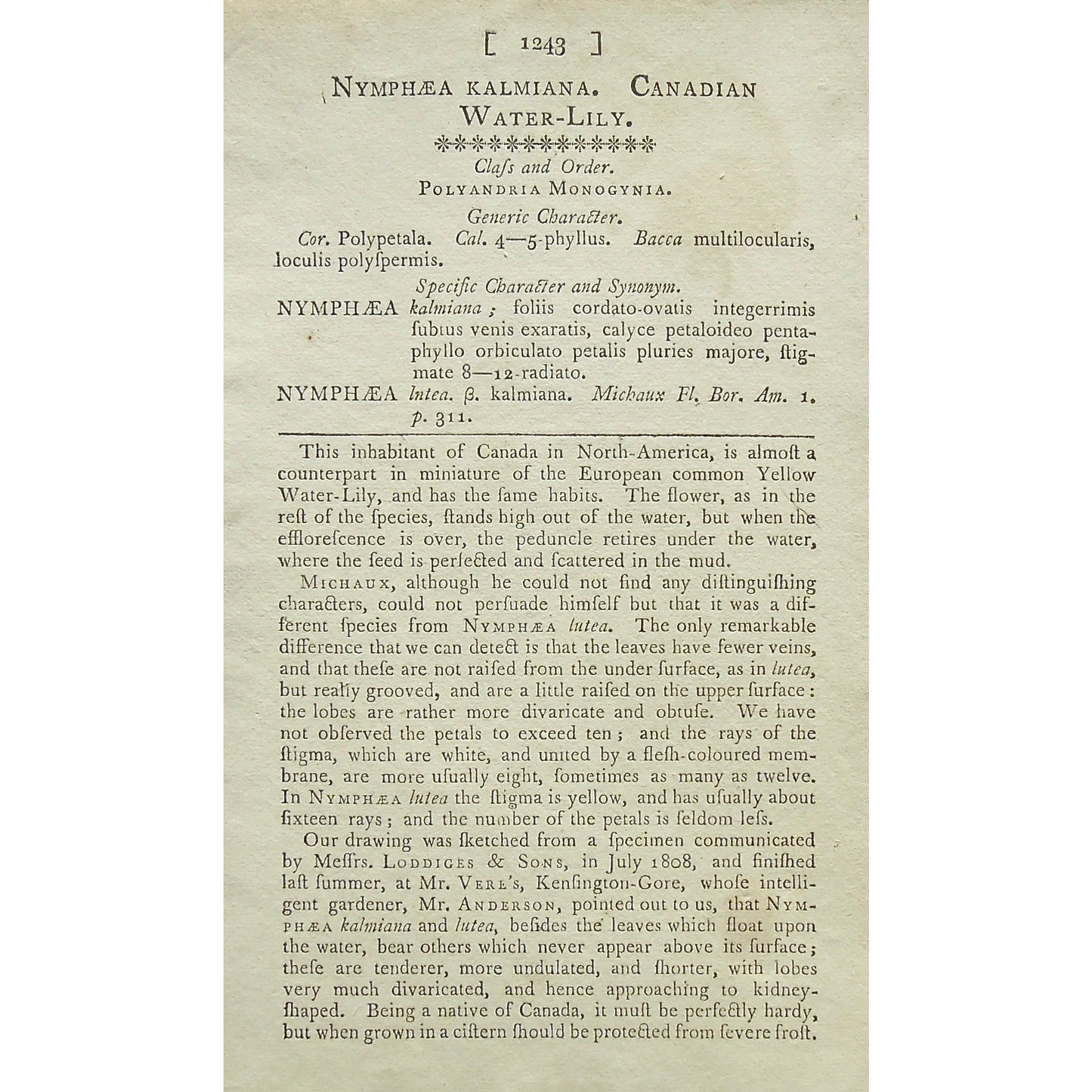 Plate 1243, Nympheae, Kalmiana, Nymphaea Kalmiana, Canadian, Water-lily, Canadian Water-Lily, description page, Curtis, Curtis' Botanical Magazine, Botanical Mag., Botanical Magazine, Curtis' Botanical Mag., Flower-garden, Flower Garden, Botanical, Botanicals, Flower, Flowers, Flowering, Blooming, In bloom, Botany, Garden, Gardens, Gardening, Gardeners, Antique, Antique Prints, Antique Botanicals, Original, Unique, gift, Rare, Rare Books, Vintage, Vintage Print, Vintage Botanical, Original engraving, Origin