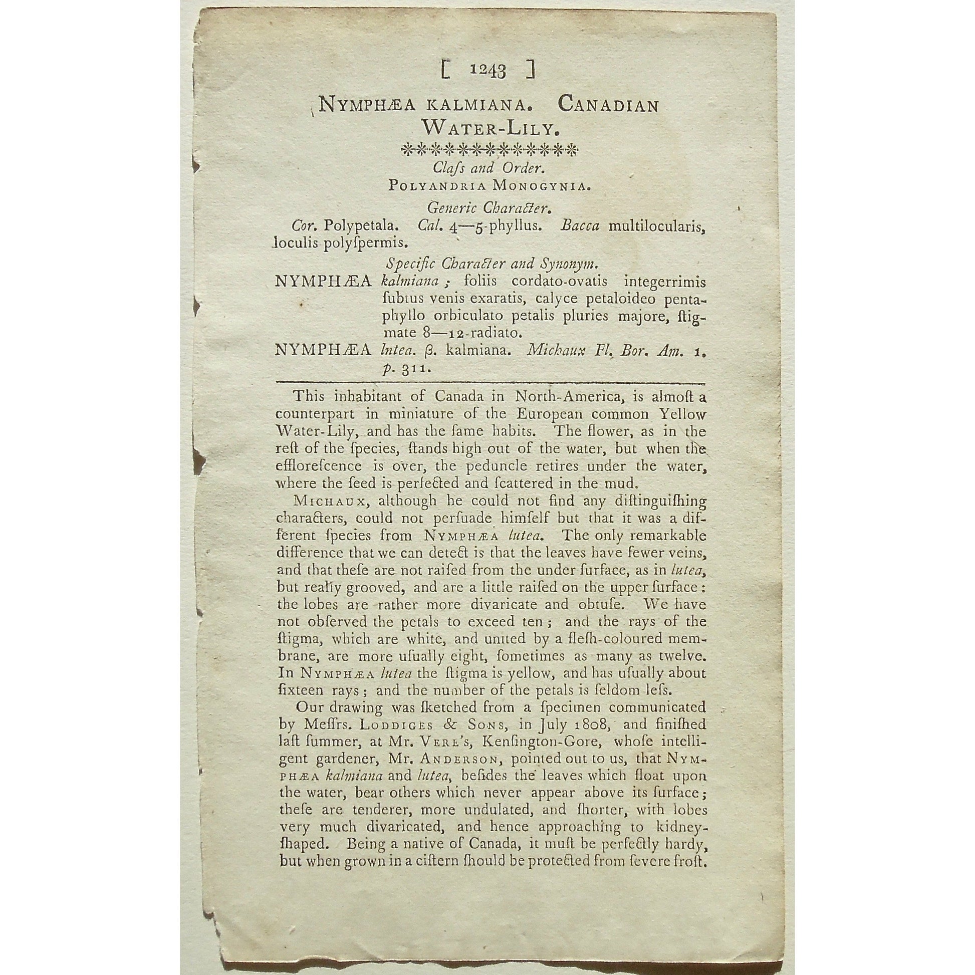 Plate 1243, Nympheae, Kalmiana, Nymphaea Kalmiana, Canadian, Water-lily, Canadian Water-Lily, description page, Curtis, Curtis' Botanical Magazine, Botanical Mag., Botanical Magazine, Curtis' Botanical Mag., Flower-garden, Flower Garden, Botanical, Botanicals, Flower, Flowers, Flowering, Blooming, In bloom, Botany, Garden, Gardens, Gardening, Gardeners, Antique, Antique Prints, Antique Botanicals, Original, Unique, gift, Rare, Rare Books, Vintage, Vintage Print, Vintage Botanical, Original engraving, Origin