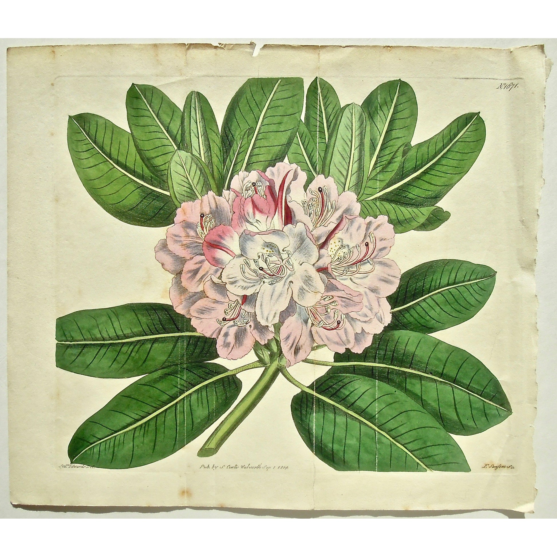 Plate 1671, Rhododendron, Rhododendron Catawbiense, Catawbiense, Catawba, Catawba Rhododendrom, Curtis, Curtis' Botanical Magazine, Botanical Mag., Botanical Magazine, Curtis' Botanical Mag., Flower-garden, Flower Garden, Botanical, Botanicals, Flower, Flowers, Flowering, Blooming, In bloom, Botany, Garden, Gardens, Gardening, Gardeners, Antique, Antique Prints, Antique Botanicals, Original, Unique, gift, Rare, Rare Books, Vintage, Vintage Print, Vintage Botanical, Original engraving, Original botanical, Wa