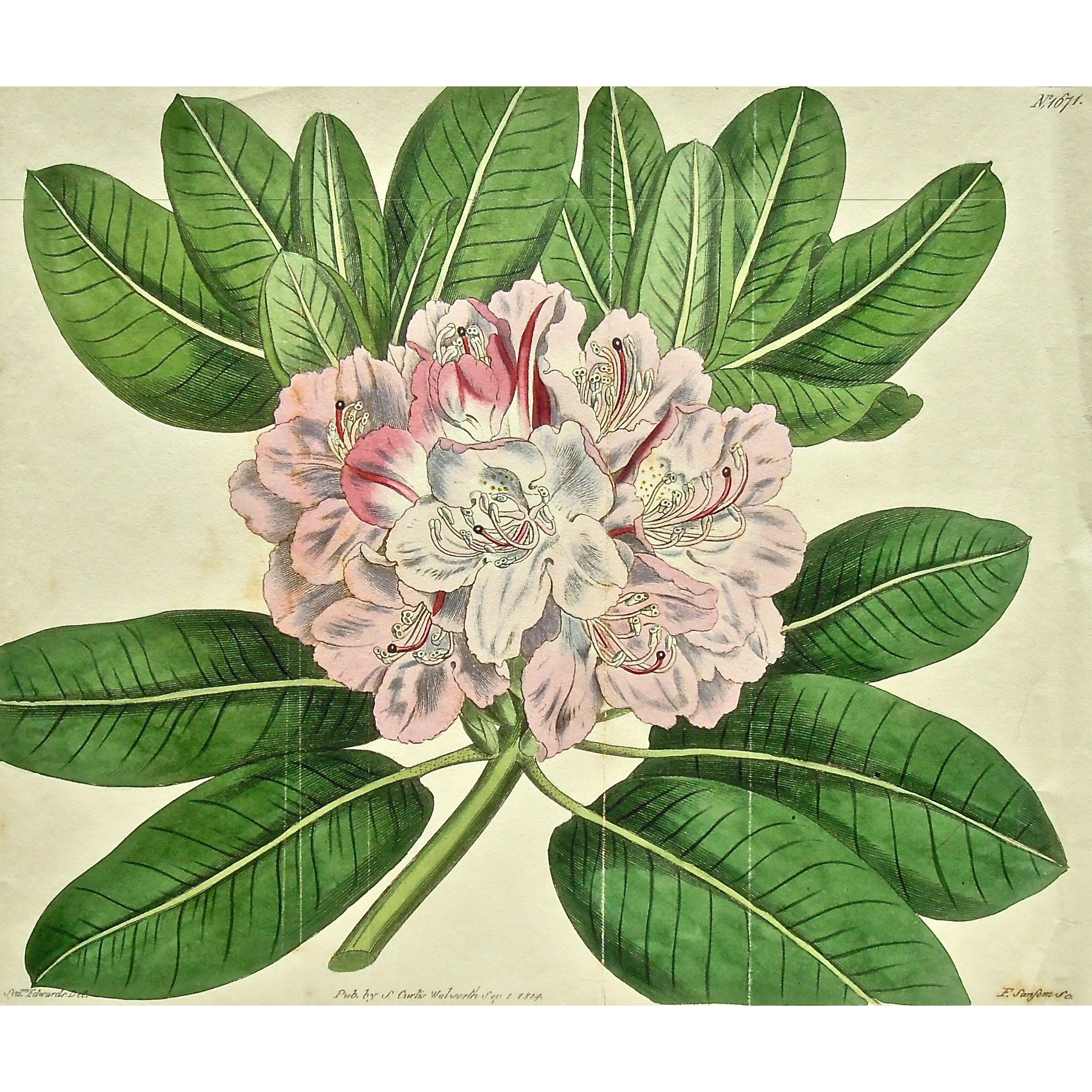 Plate 1671, Rhododendron, Rhododendron Catawbiense, Catawbiense, Catawba, Catawba Rhododendrom, Curtis, Curtis' Botanical Magazine, Botanical Mag., Botanical Magazine, Curtis' Botanical Mag., Flower-garden, Flower Garden, Botanical, Botanicals, Flower, Flowers, Flowering, Blooming, In bloom, Botany, Garden, Gardens, Gardening, Gardeners, Antique, Antique Prints, Antique Botanicals, Original, Unique, gift, Rare, Rare Books, Vintage, Vintage Print, Vintage Botanical, Original engraving, Original botanical, Wa