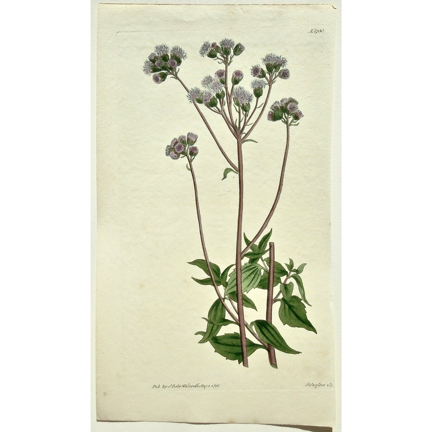 Plate 1730, Ageratum, Coelestinum, Ageratum Coelestinum, Blue-Flowered Ageratum, Blue-Flowered, Curtis, Curtis' Botanical Magazine, Botanical Mag., Botanical Magazine, Curtis' Botanical Mag., Flower-garden, Flower Garden, Botanical, Botanicals, Flower, Flowers, Flowering, Blooming, In bloom, Botany, Garden, Gardens, Gardening, Gardeners, Antique, Antique Prints, Antique Botanicals, Original, Unique, gift, Rare, Rare Books, Vintage, Vintage Print, Vintage Botanical, Original engraving, Original botanical, Wa