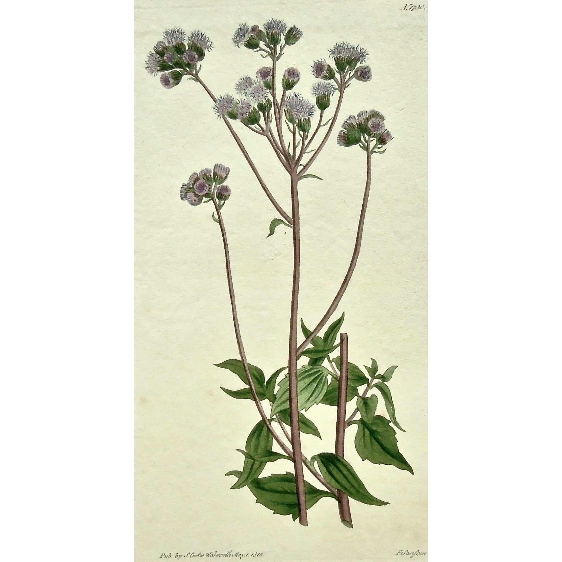 Plate 1730, Ageratum, Coelestinum, Ageratum Coelestinum, Blue-Flowered Ageratum, Blue-Flowered, Curtis, Curtis' Botanical Magazine, Botanical Mag., Botanical Magazine, Curtis' Botanical Mag., Flower-garden, Flower Garden, Botanical, Botanicals, Flower, Flowers, Flowering, Blooming, In bloom, Botany, Garden, Gardens, Gardening, Gardeners, Antique, Antique Prints, Antique Botanicals, Original, Unique, gift, Rare, Rare Books, Vintage, Vintage Print, Vintage Botanical, Original engraving, Original botanical, Wa