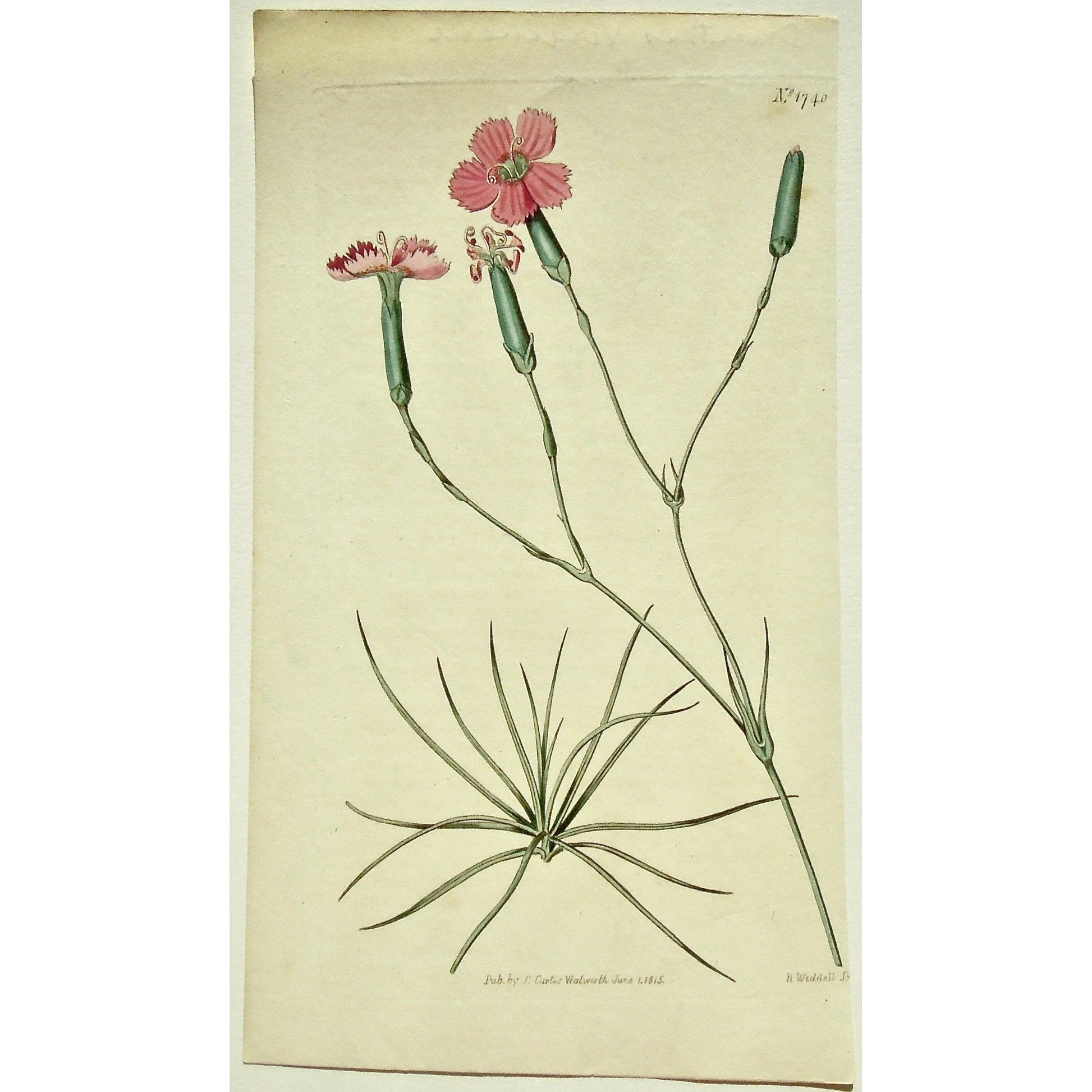 Plate 1740, Dianthus, Virgineus, Dianthus Virgineus, Virgin Pink, Virgin, Pink, Curtis, Curtis' Botanical Magazine, Botanical Mag., Botanical Magazine, Curtis' Botanical Mag., Flower-garden, Flower Garden, Botanical, Botanicals, Flower, Flowers, Flowering, Blooming, In bloom, Botany, Garden, Gardens, Gardening, Gardeners, Antique, Antique Prints, Antique Botanicals, Original, Unique, gift, Rare, Rare Books, Vintage, Vintage Print, Vintage Botanical, Original engraving, Original botanical, Wall art, Wall dec