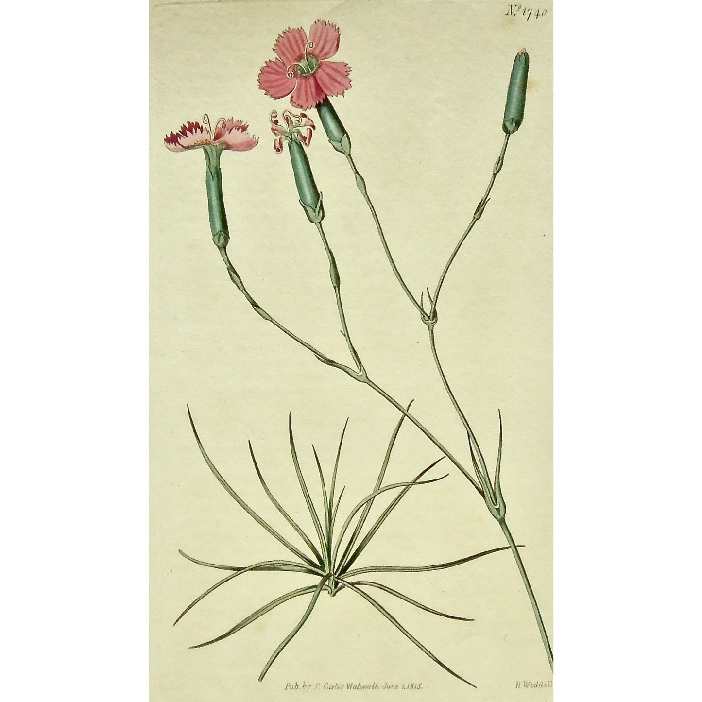 Plate 1740, Dianthus, Virgineus, Dianthus Virgineus, Virgin Pink, Virgin, Pink, Curtis, Curtis' Botanical Magazine, Botanical Mag., Botanical Magazine, Curtis' Botanical Mag., Flower-garden, Flower Garden, Botanical, Botanicals, Flower, Flowers, Flowering, Blooming, In bloom, Botany, Garden, Gardens, Gardening, Gardeners, Antique, Antique Prints, Antique Botanicals, Original, Unique, gift, Rare, Rare Books, Vintage, Vintage Print, Vintage Botanical, Original engraving, Original botanical, Wall art, Wall dec