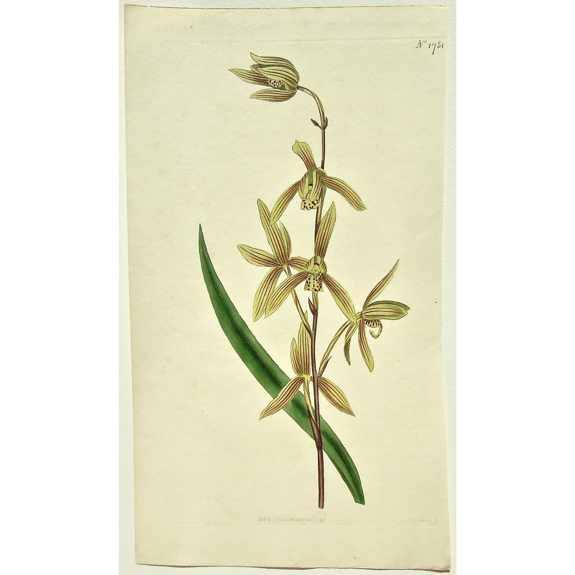 Plate 1751, Cymbidium, Ensifolium, Cymbidium Ensifolium, Sword-Leaved Cymbidium, Sword-Leaved, Curtis, Curtis' Botanical Magazine, Botanical Mag., Botanical Magazine, Curtis' Botanical Mag., Flower-garden, Flower Garden, Botanical, Botanicals, Flower, Flowers, Flowering, Blooming, In bloom, Botany, Garden, Gardens, Gardening, Gardeners, Antique, Antique Prints, Antique Botanicals, Original, Unique, gift, Rare, Rare Books, Vintage, Vintage Print, Vintage Botanical, Original engraving, Original botanical, art